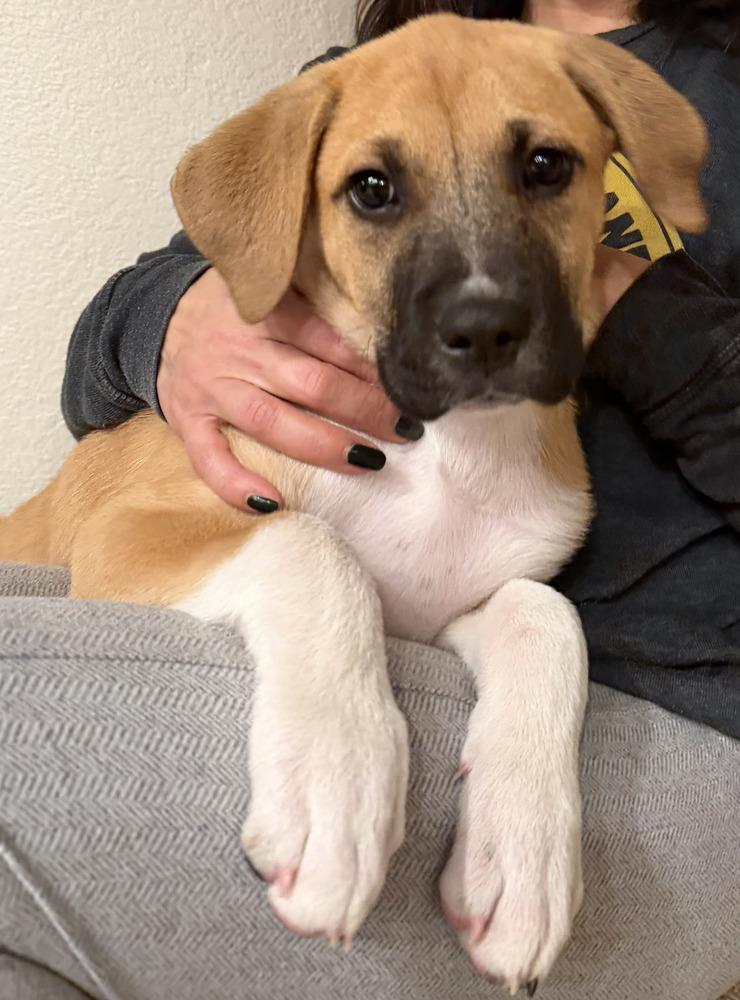 Enlarge Bert, a Adoptable mixed breed in Denver, CO image 3/4