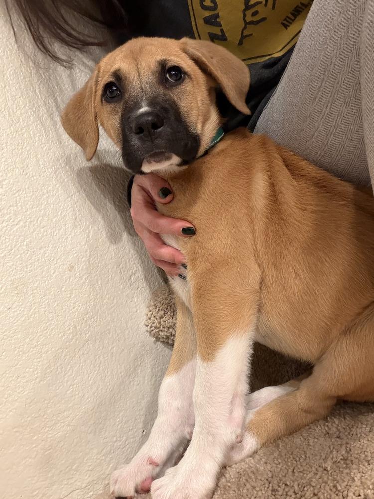 Enlarge Bert, a Adoptable mixed breed in Denver, CO image 4/4