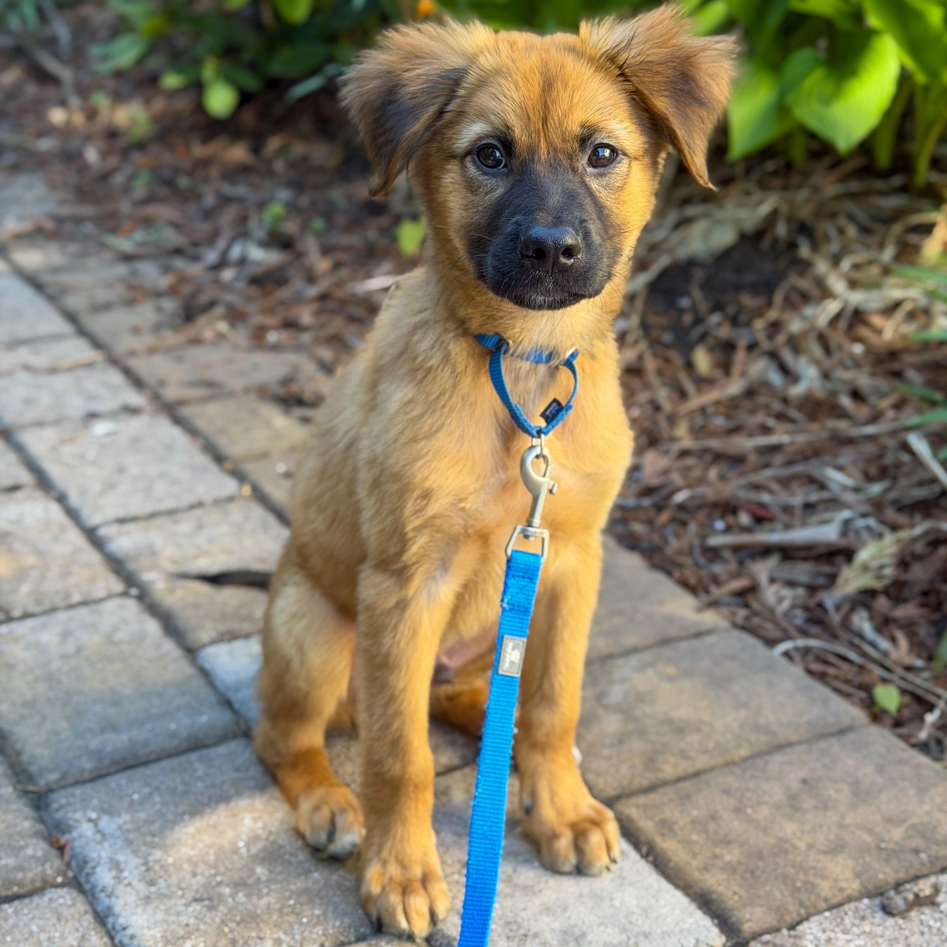 Mozart, ADOPTABLE, Puppy Male Shepherd.