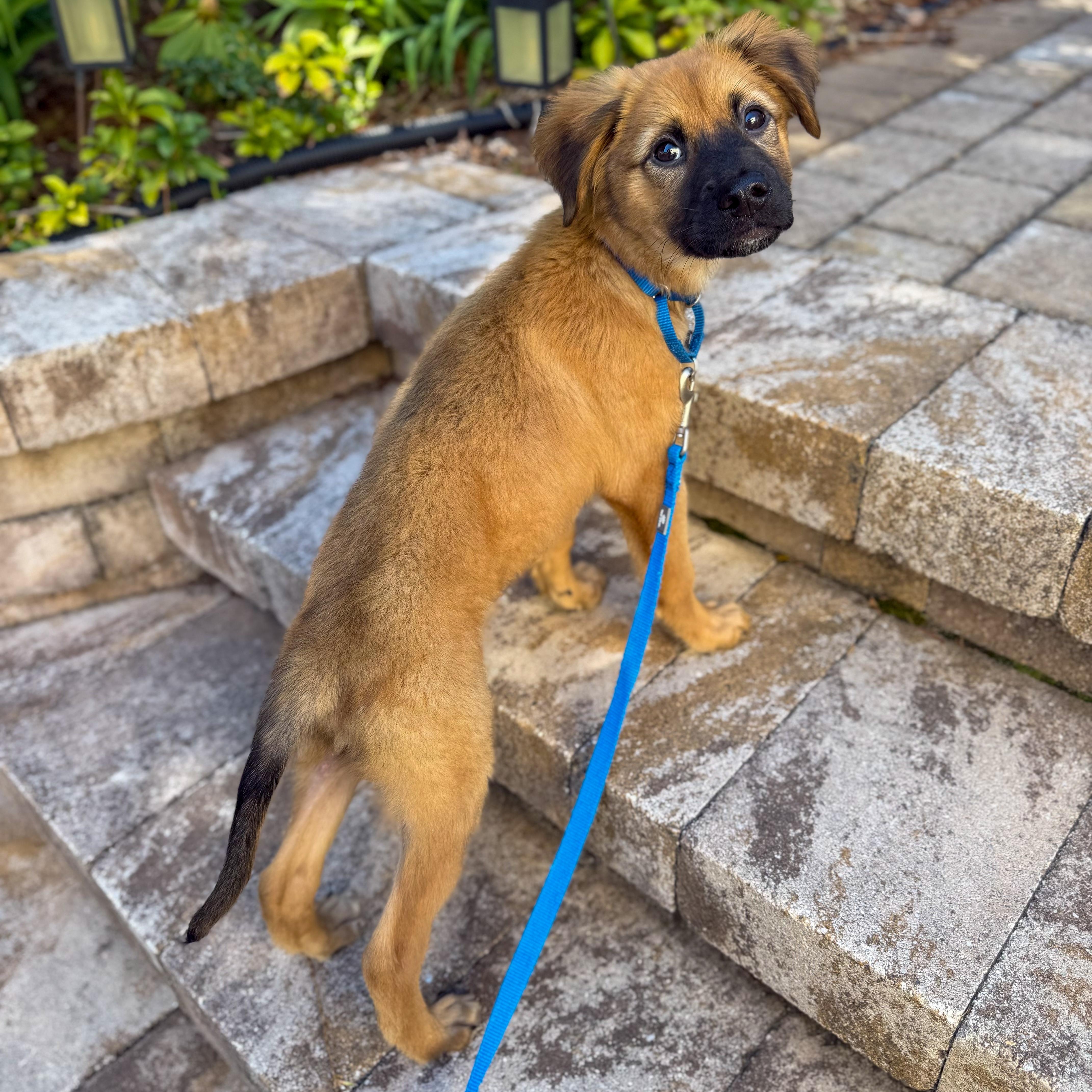 Enlarge Mozart, a ADOPTABLE mixed breed in Yaphank, NY image 3/6