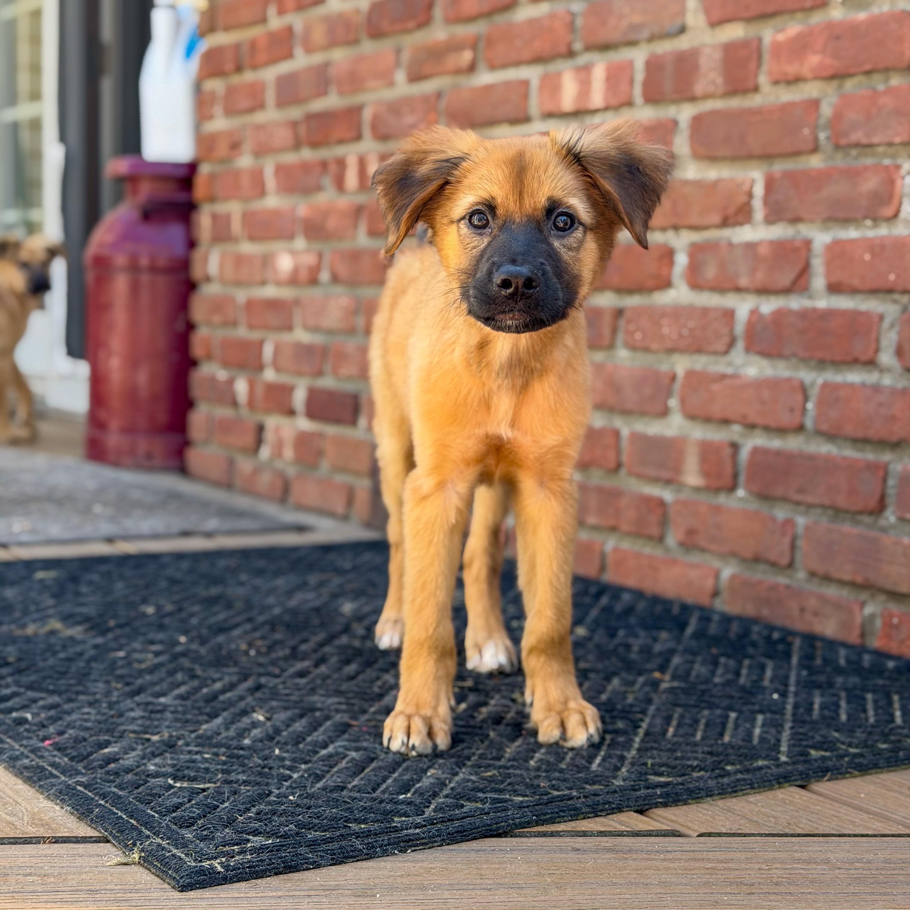 Enlarge Mozart, a ADOPTABLE mixed breed in Yaphank, NY image 4/6
