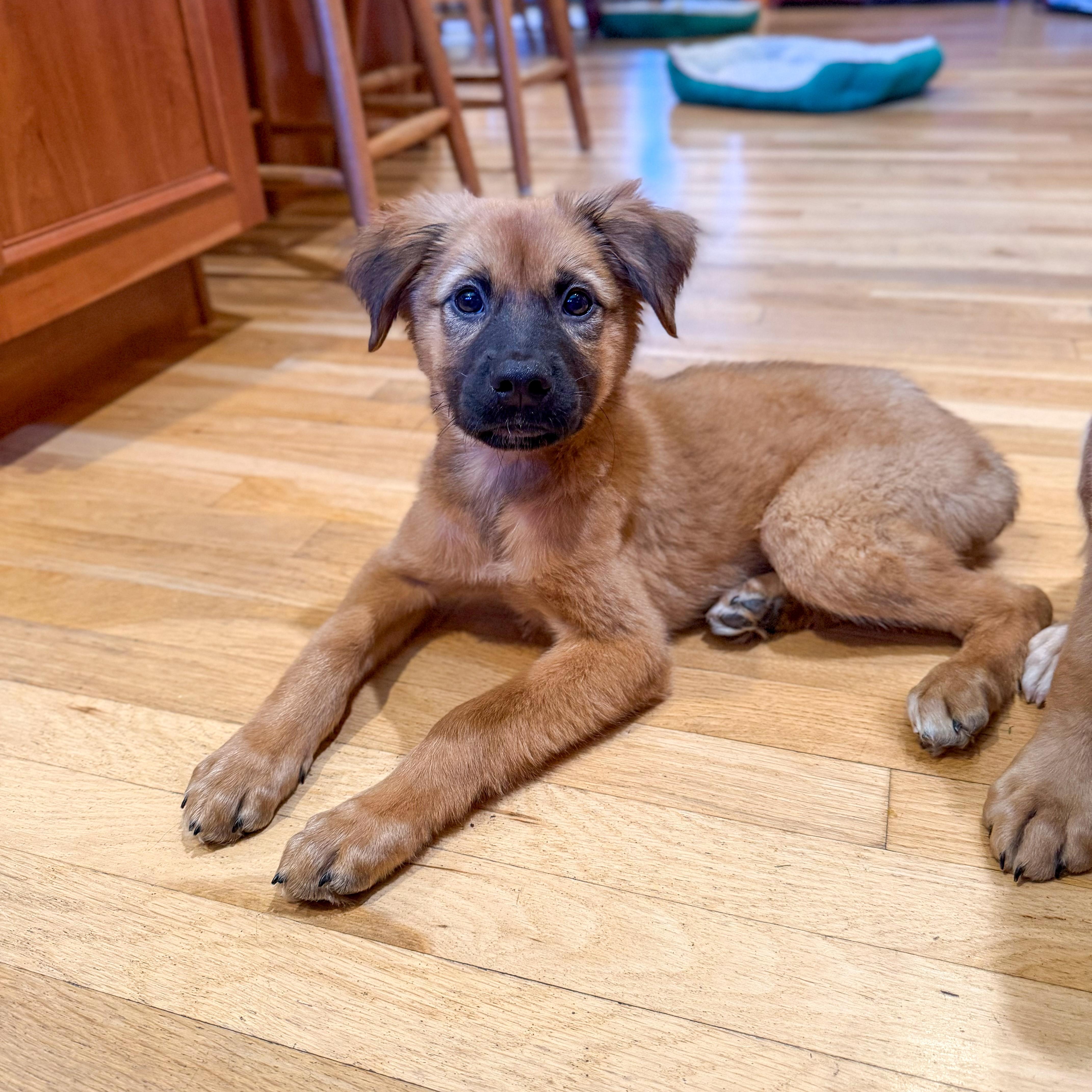 Enlarge Mozart, a ADOPTABLE mixed breed in Yaphank, NY image 2/6