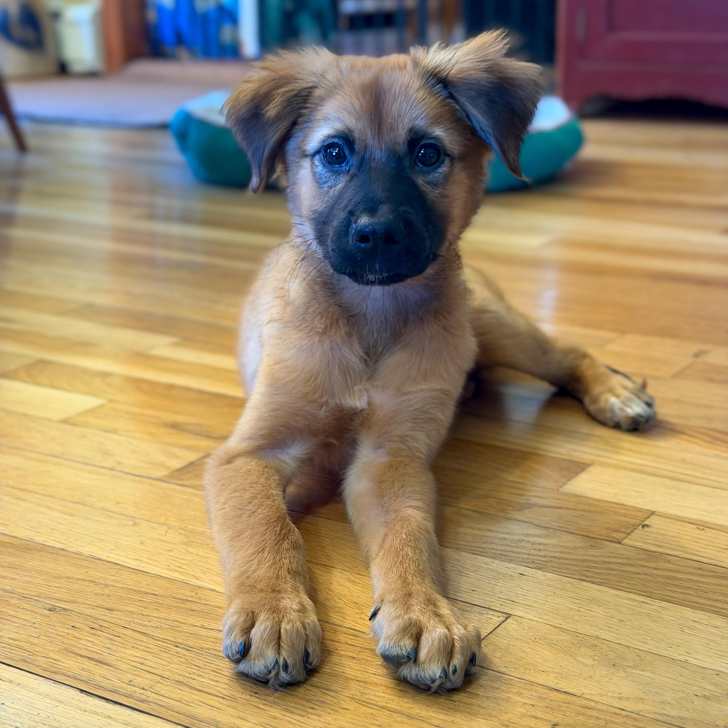 Enlarge Mozart, a ADOPTABLE mixed breed in Yaphank, NY image 5/6