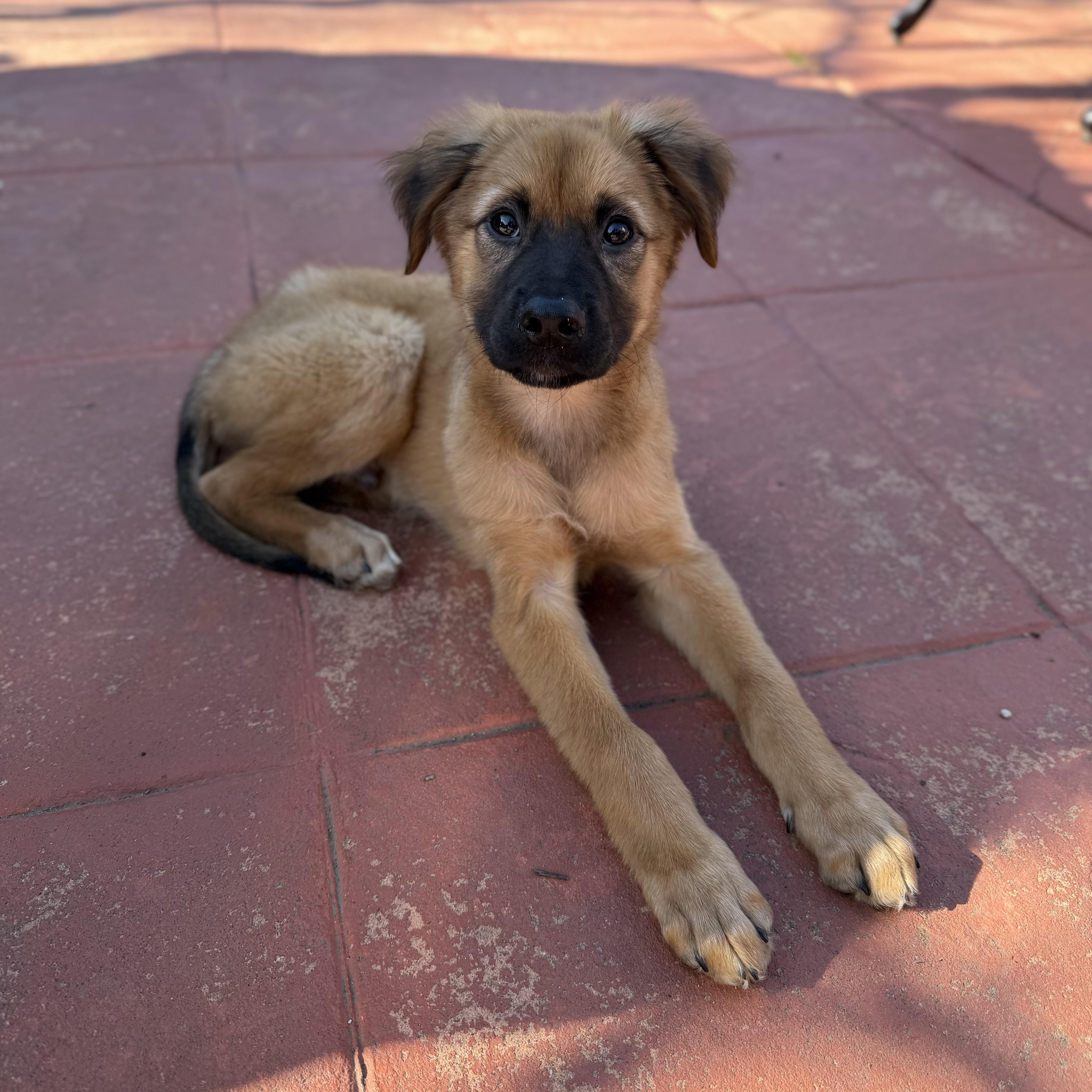 Enlarge Mozart, a ADOPTABLE mixed breed in Yaphank, NY image 6/6