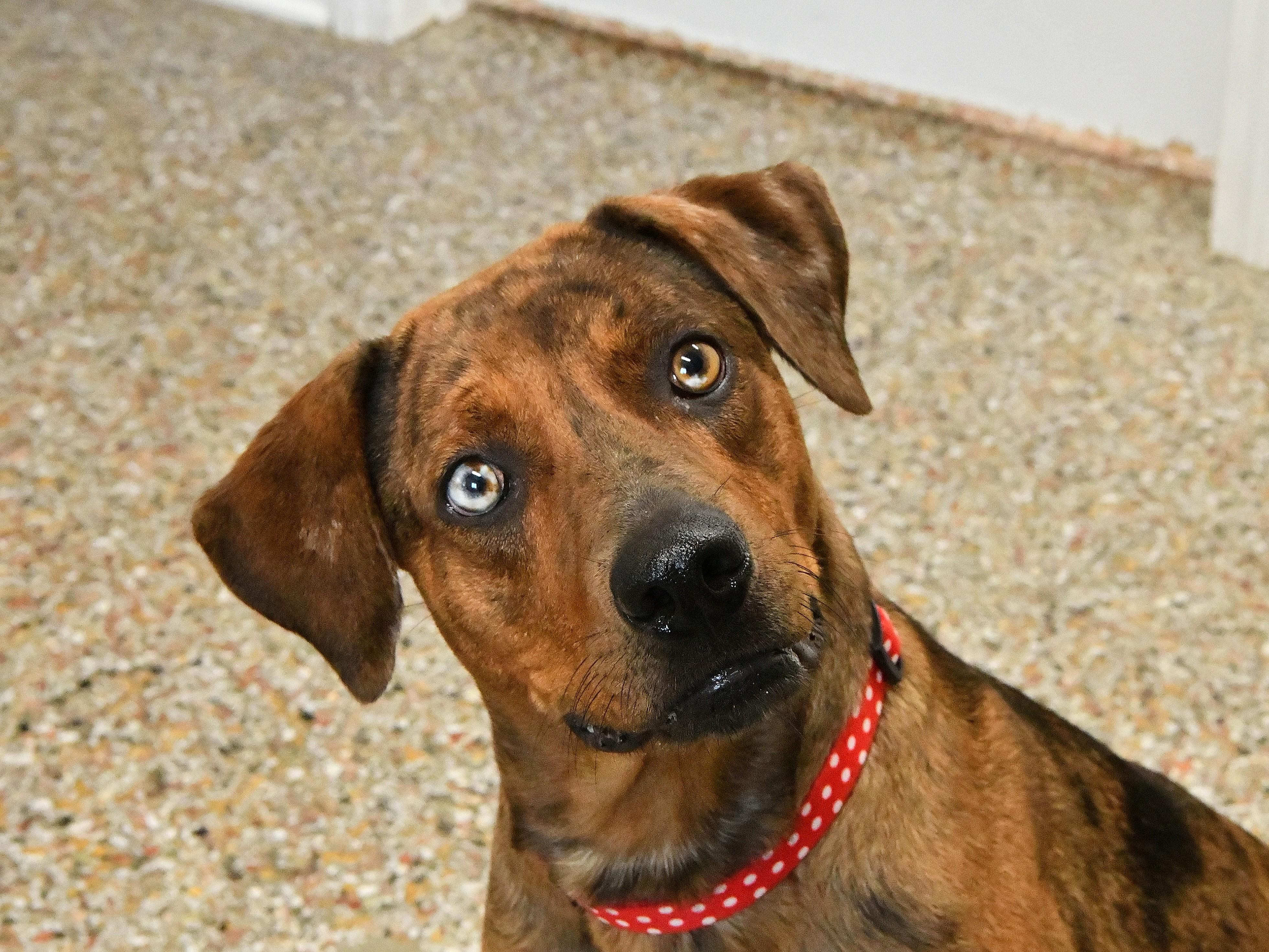 Enlarge Vivi, a ADOPTABLE mixed breed in Fairhope, AL image 3/5