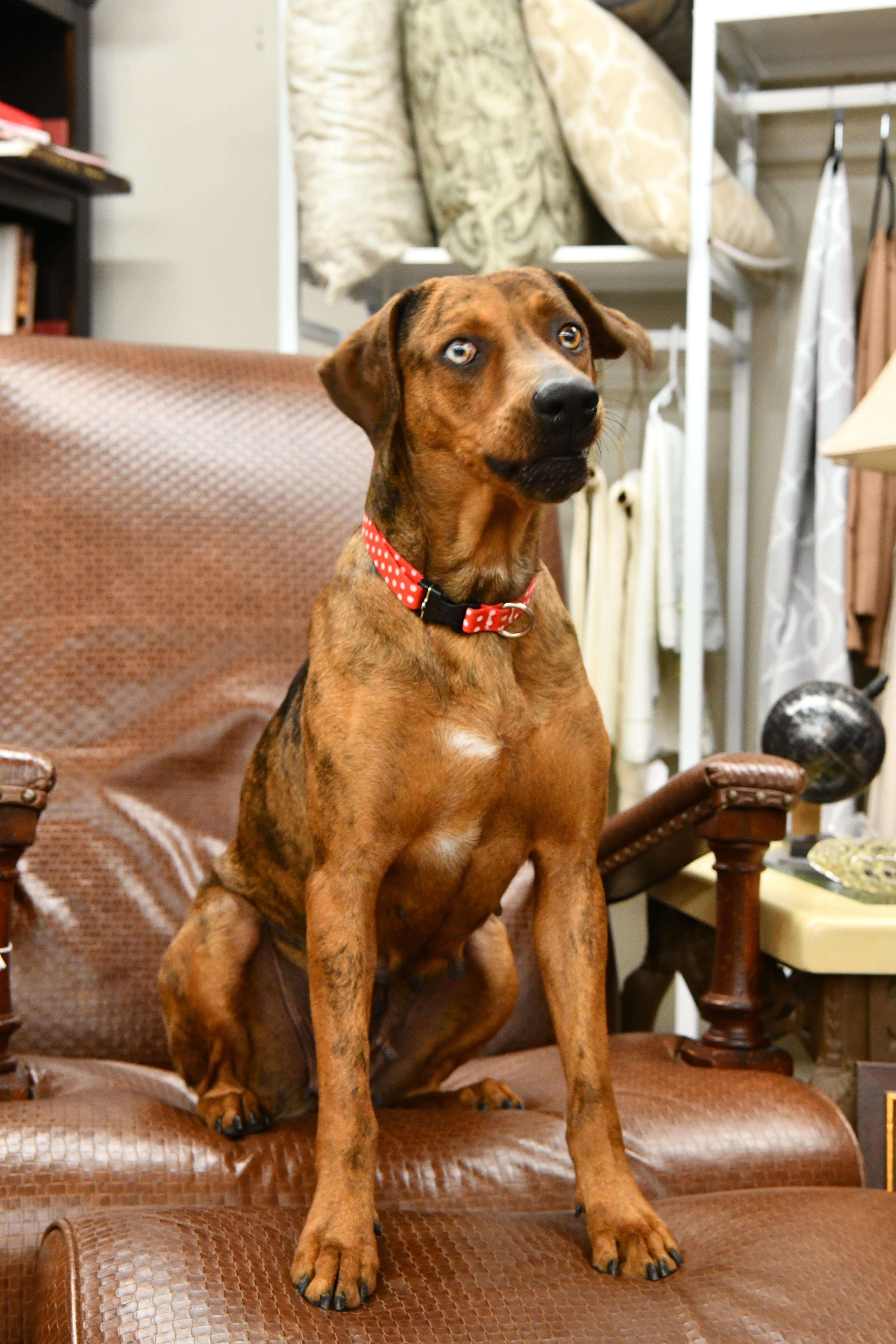 Enlarge Vivi, a ADOPTABLE mixed breed in Fairhope, AL image 2/2