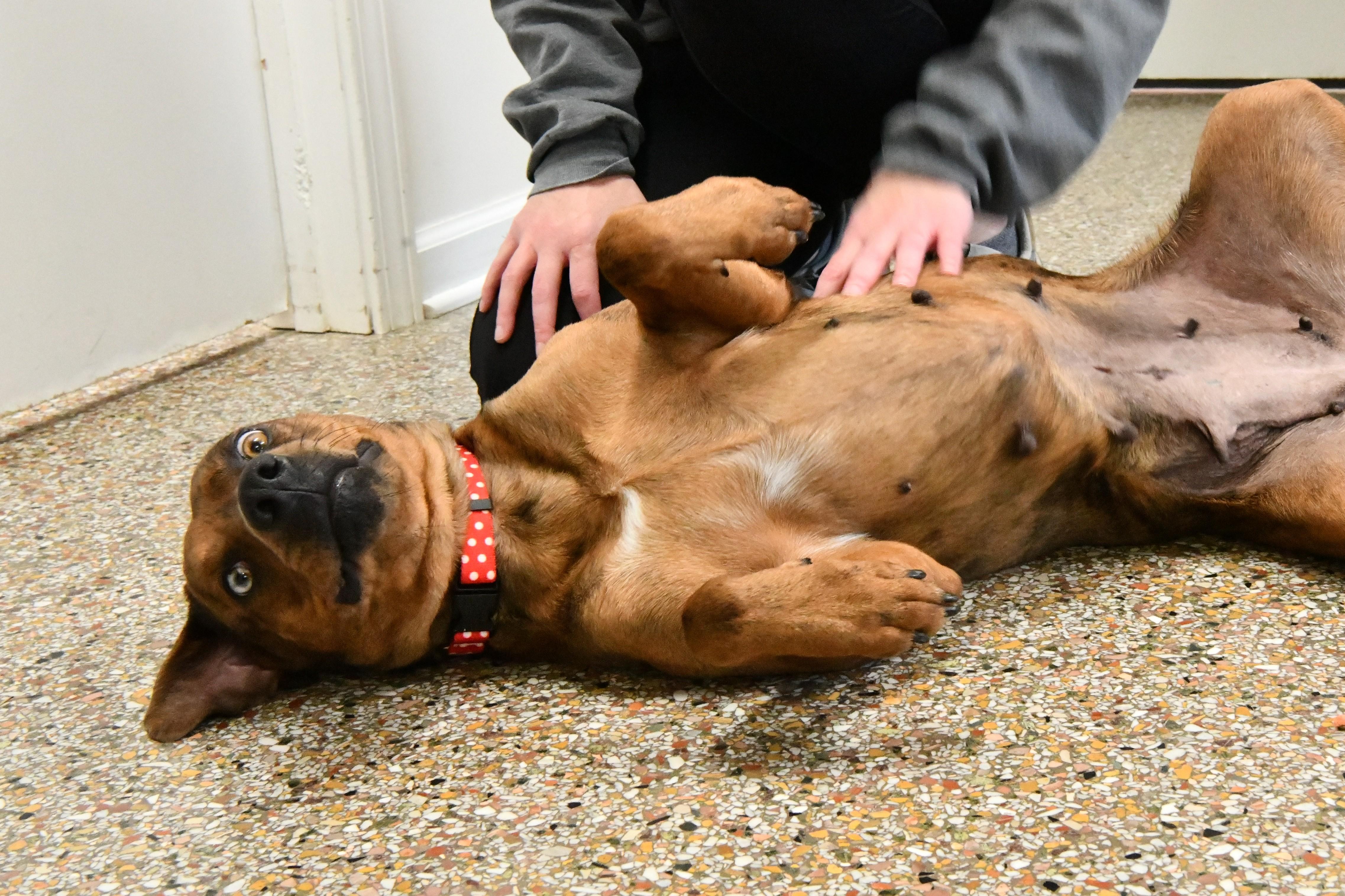 Enlarge Vivi, a ADOPTABLE mixed breed in Fairhope, AL image 2/5