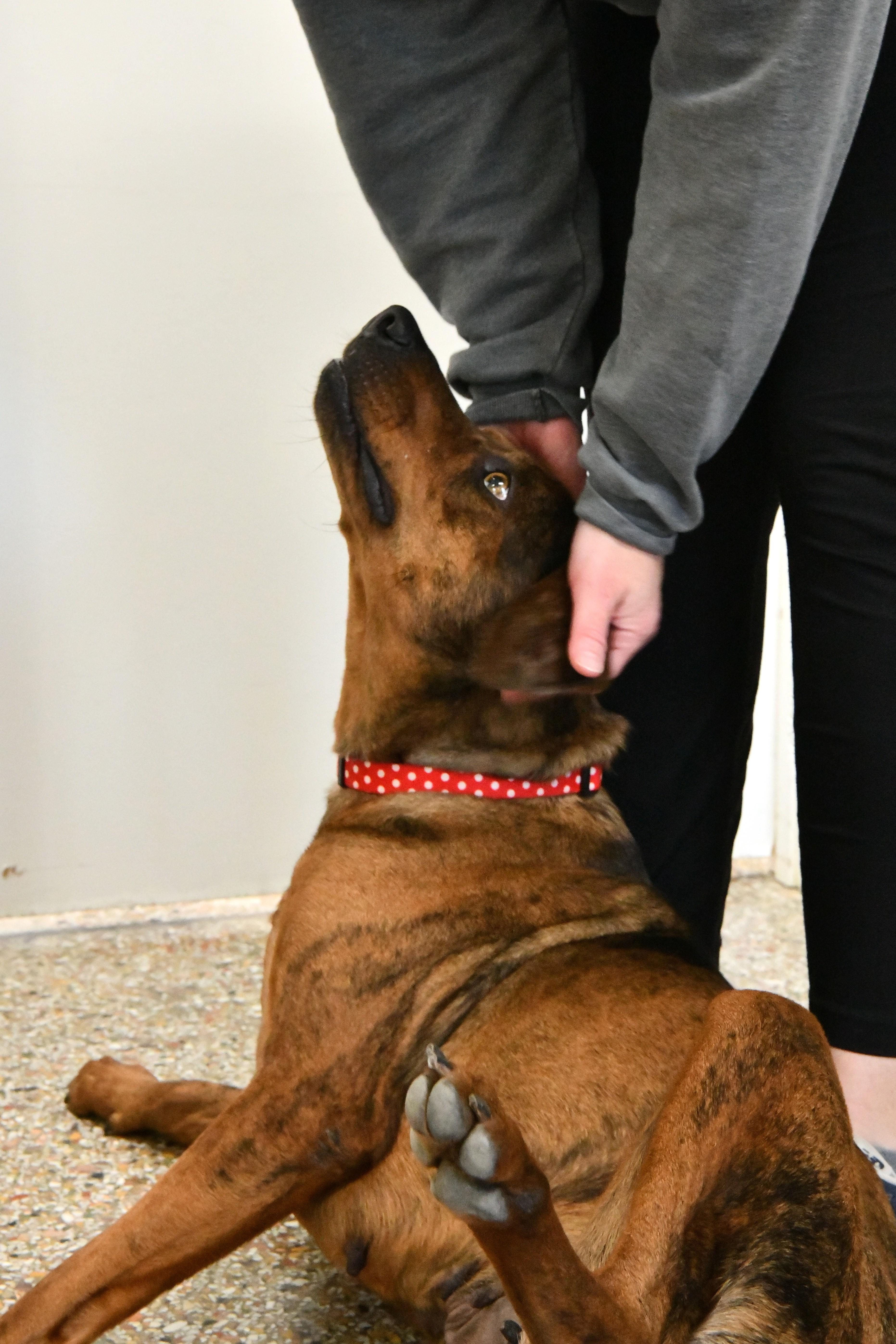 Enlarge Vivi, a ADOPTABLE mixed breed in Fairhope, AL image 4/5