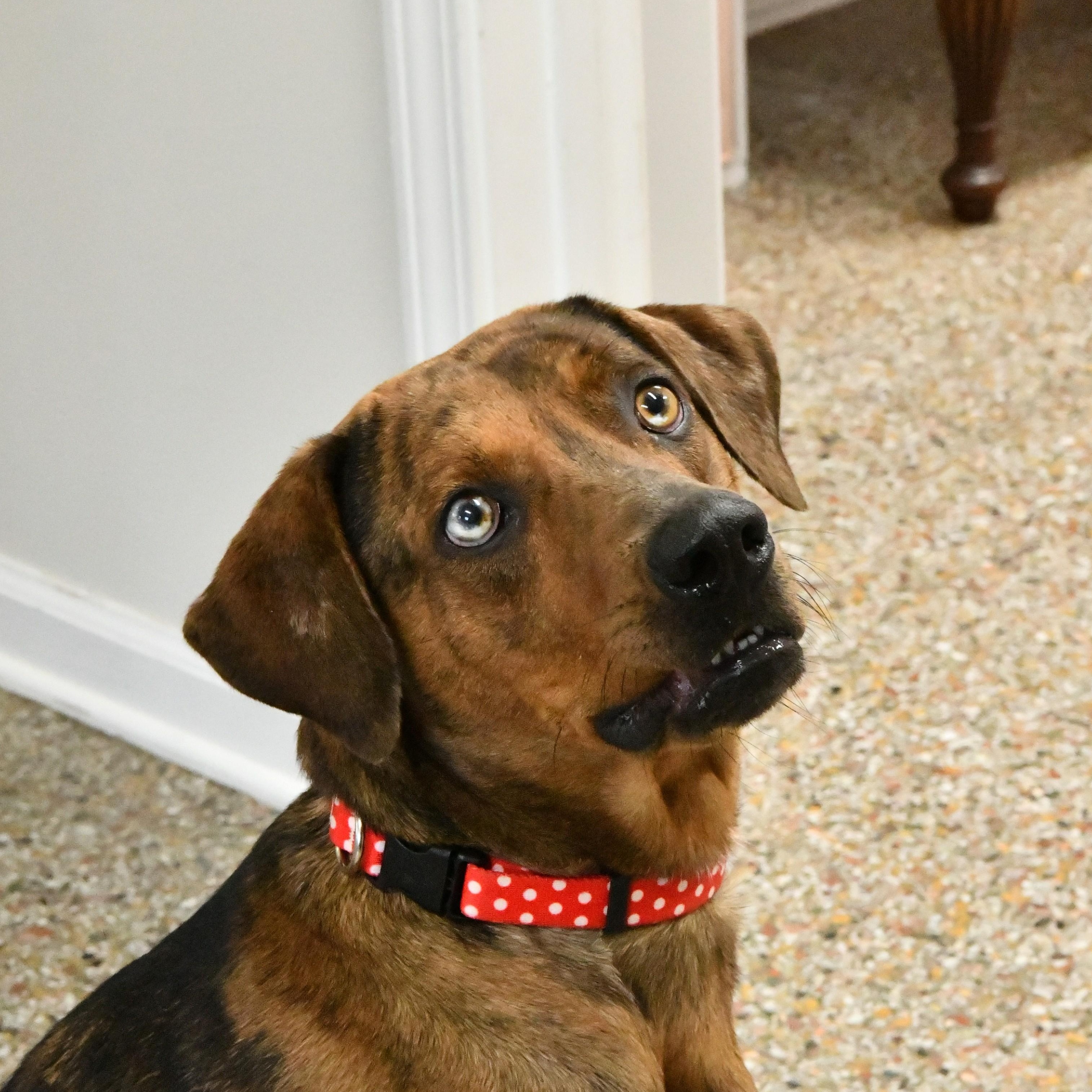 Enlarge Vivi, a ADOPTABLE mixed breed in Fairhope, AL image 1/5