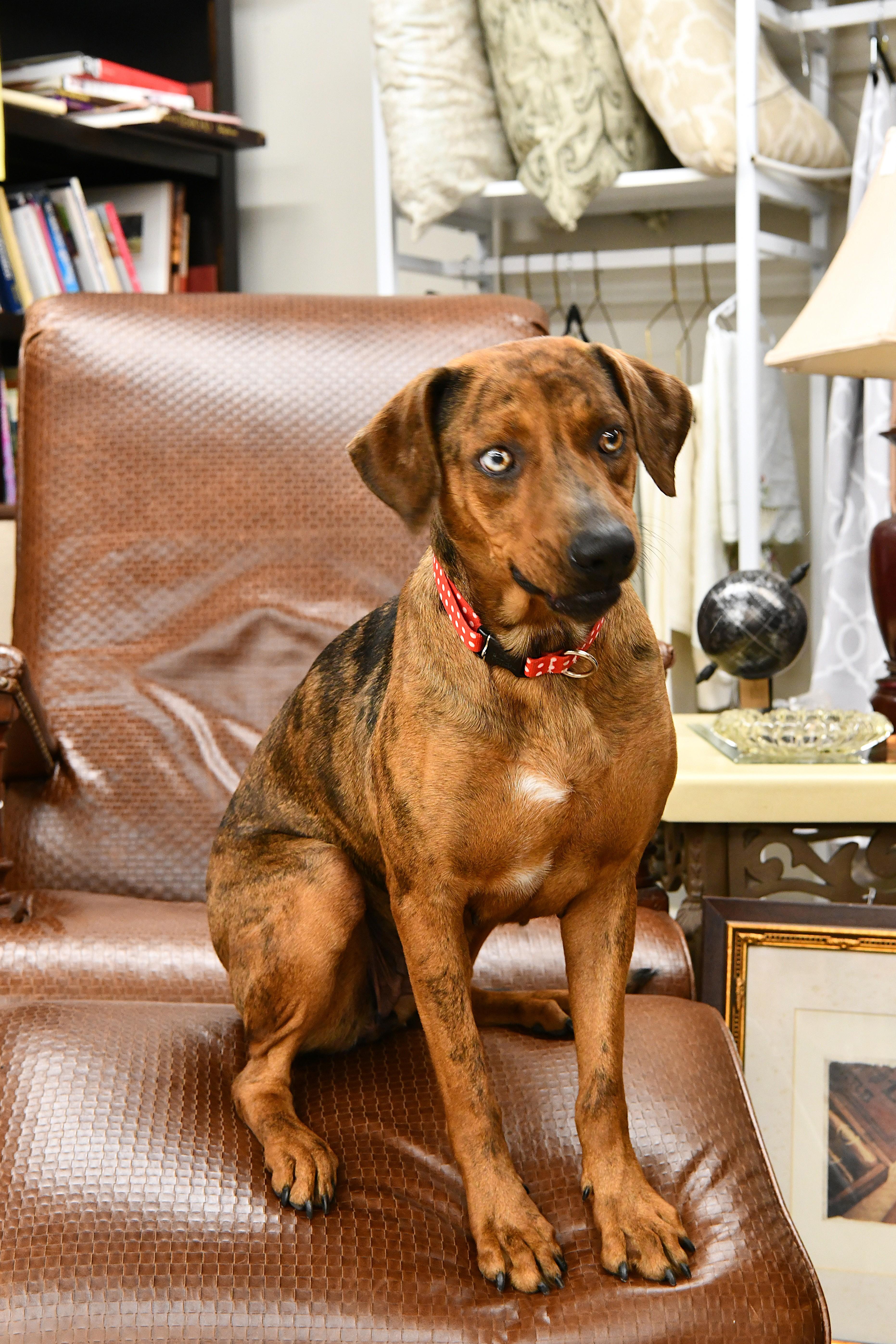 Vivi, ADOPTABLE, Adult Female Plott Hound & Hound.