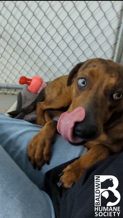 Enlarge Vivi, a ADOPTABLE mixed breed in Fairhope, AL video 2/6