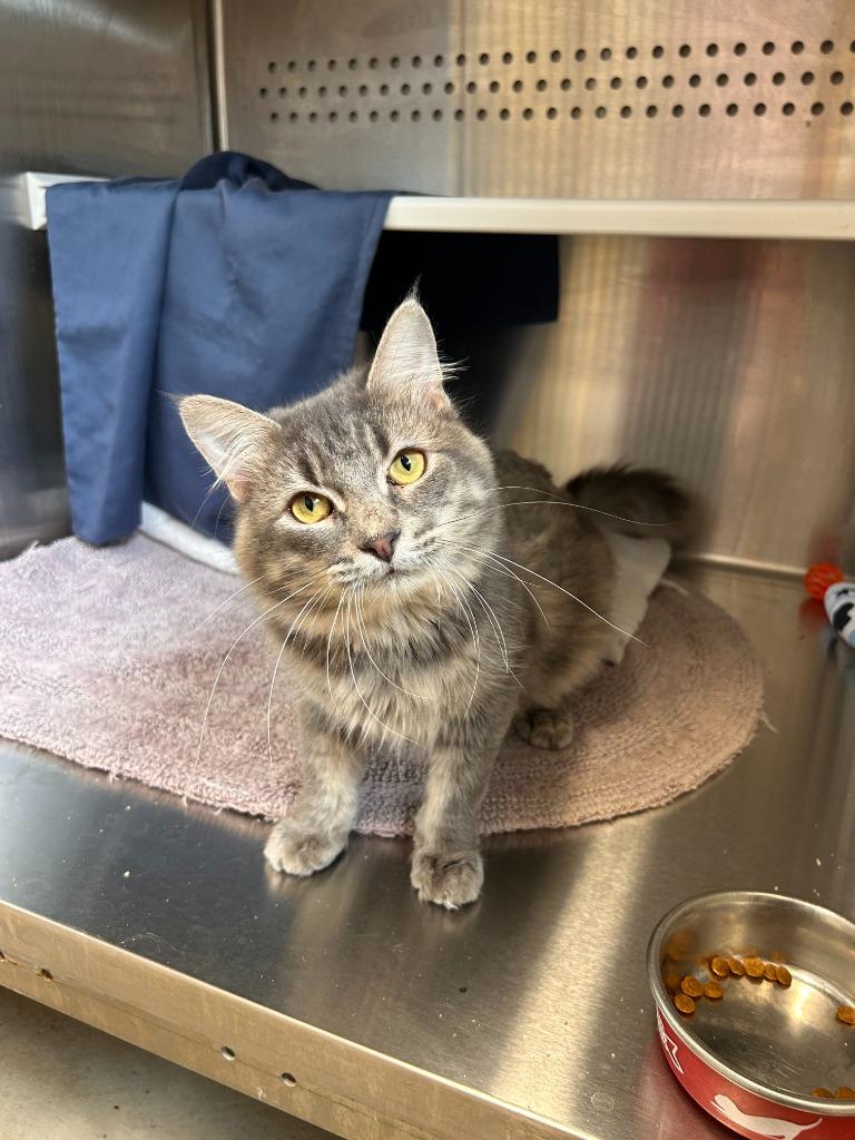 Spoons, Adoptable, Young Male Domestic Medium Hair.