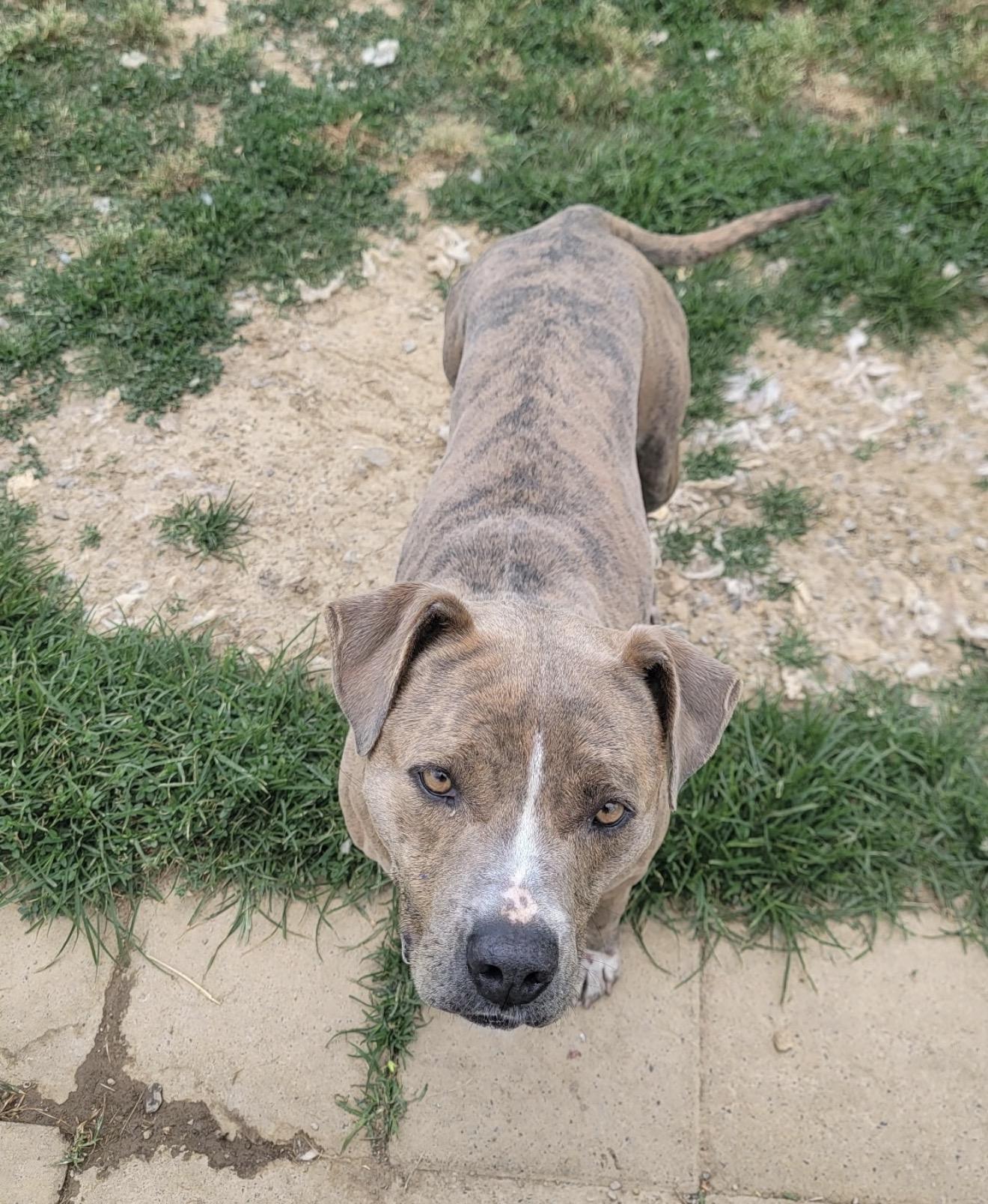 Belarie , Adoptable, Adult Female Pit Bull Terrier.