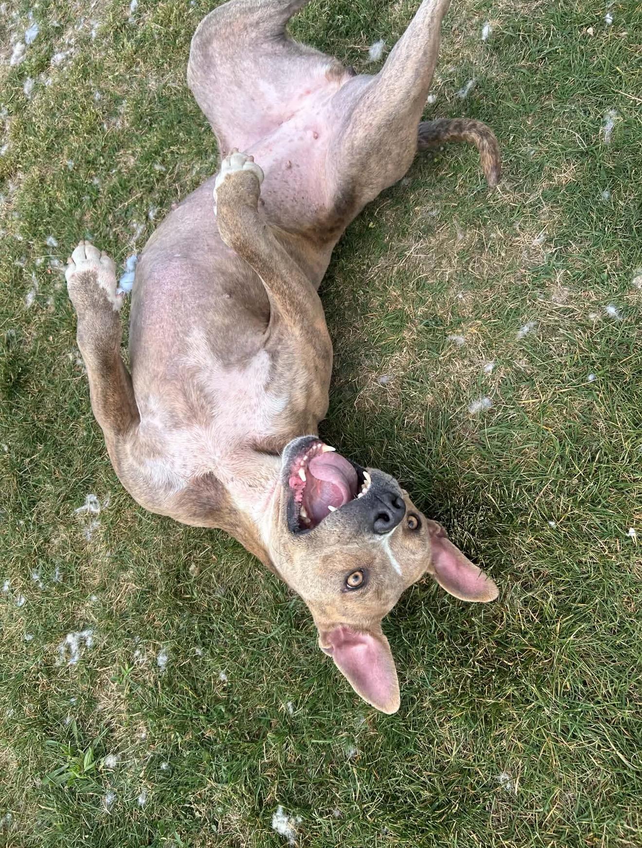 Enlarge Belarie , a Adoptable mixed breed in Tullahoma, TN image 2/2