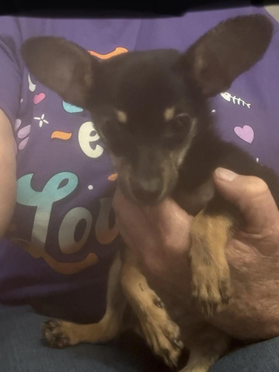 Martin, adopted, Young Male Chihuahua.