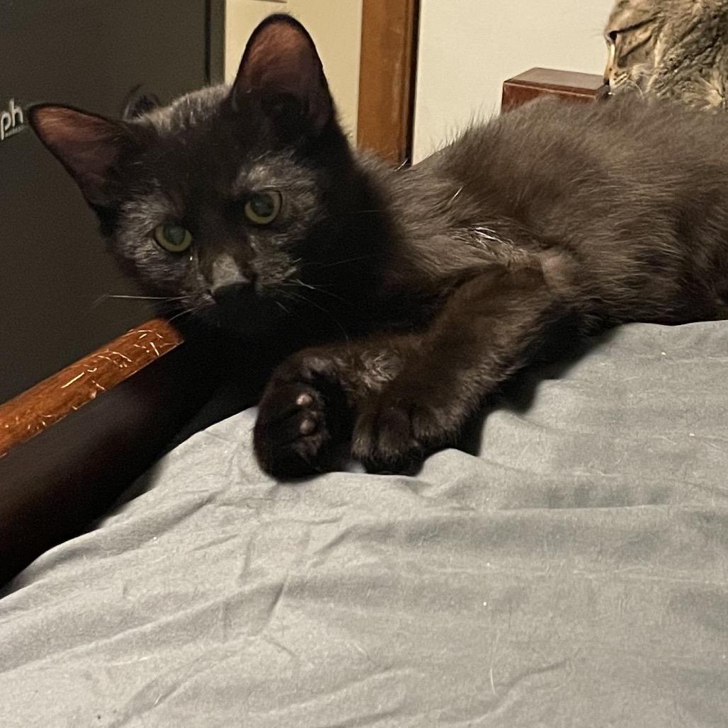 Caine — thumbnail 2