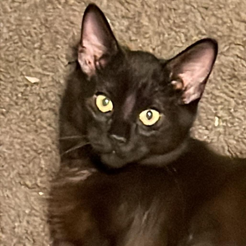 Caine — thumbnail 3