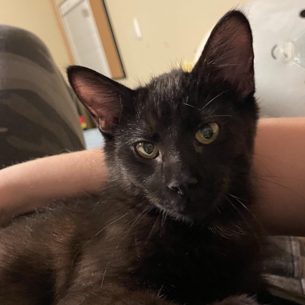 Caine — thumbnail 4