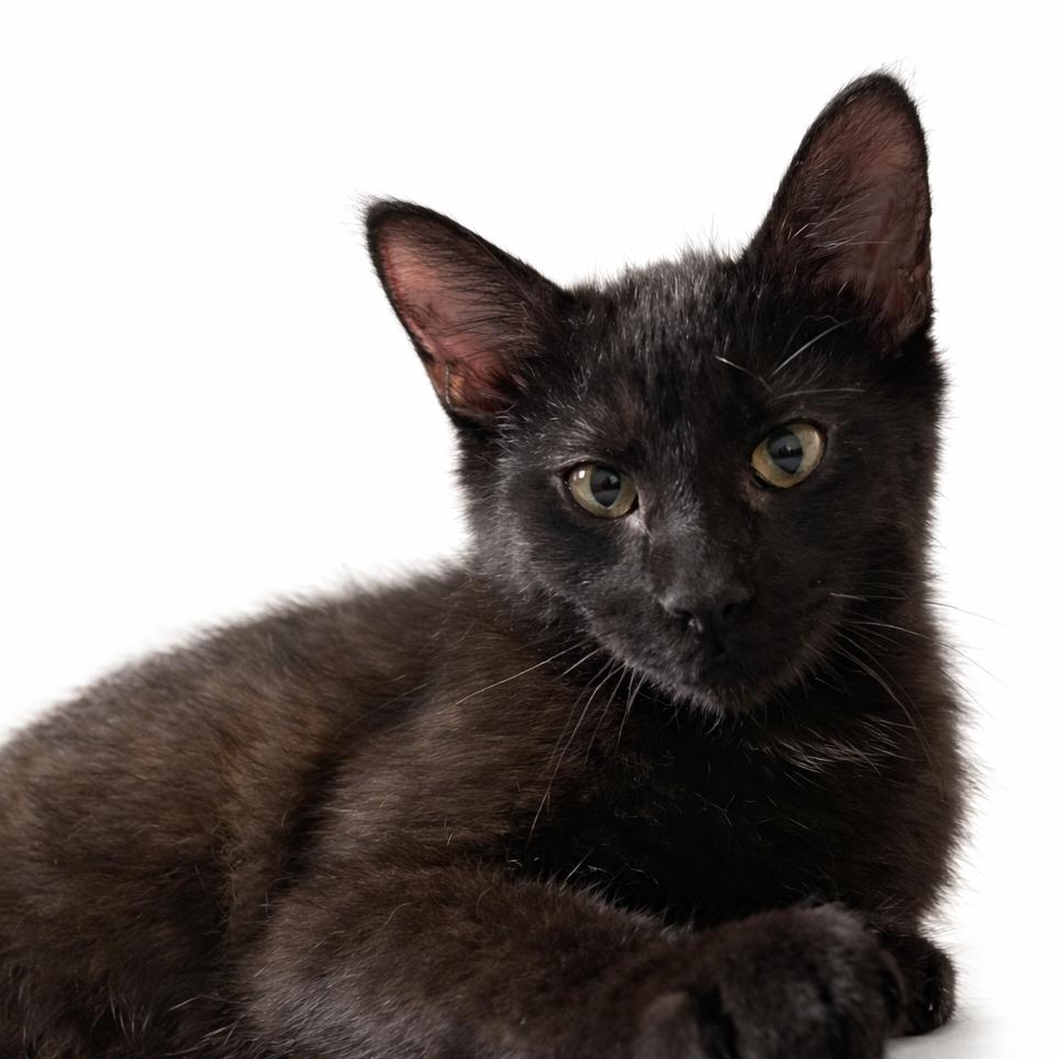 Caine — thumbnail 5