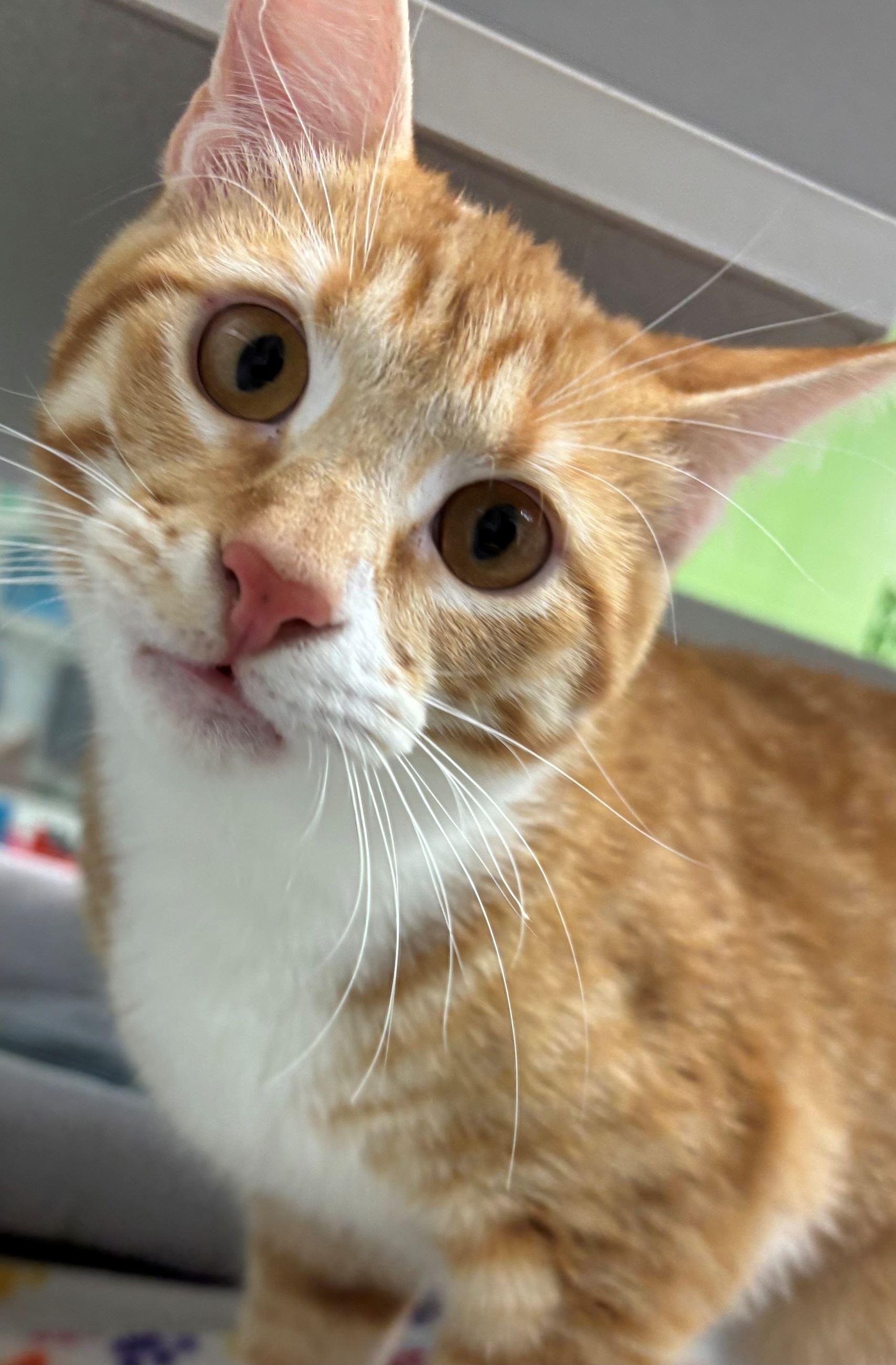 Enlarge Prairie & Weasley (bonded pair), a ADOPTABLE Domestic Short Hair in Iowa City, IA image 2/2