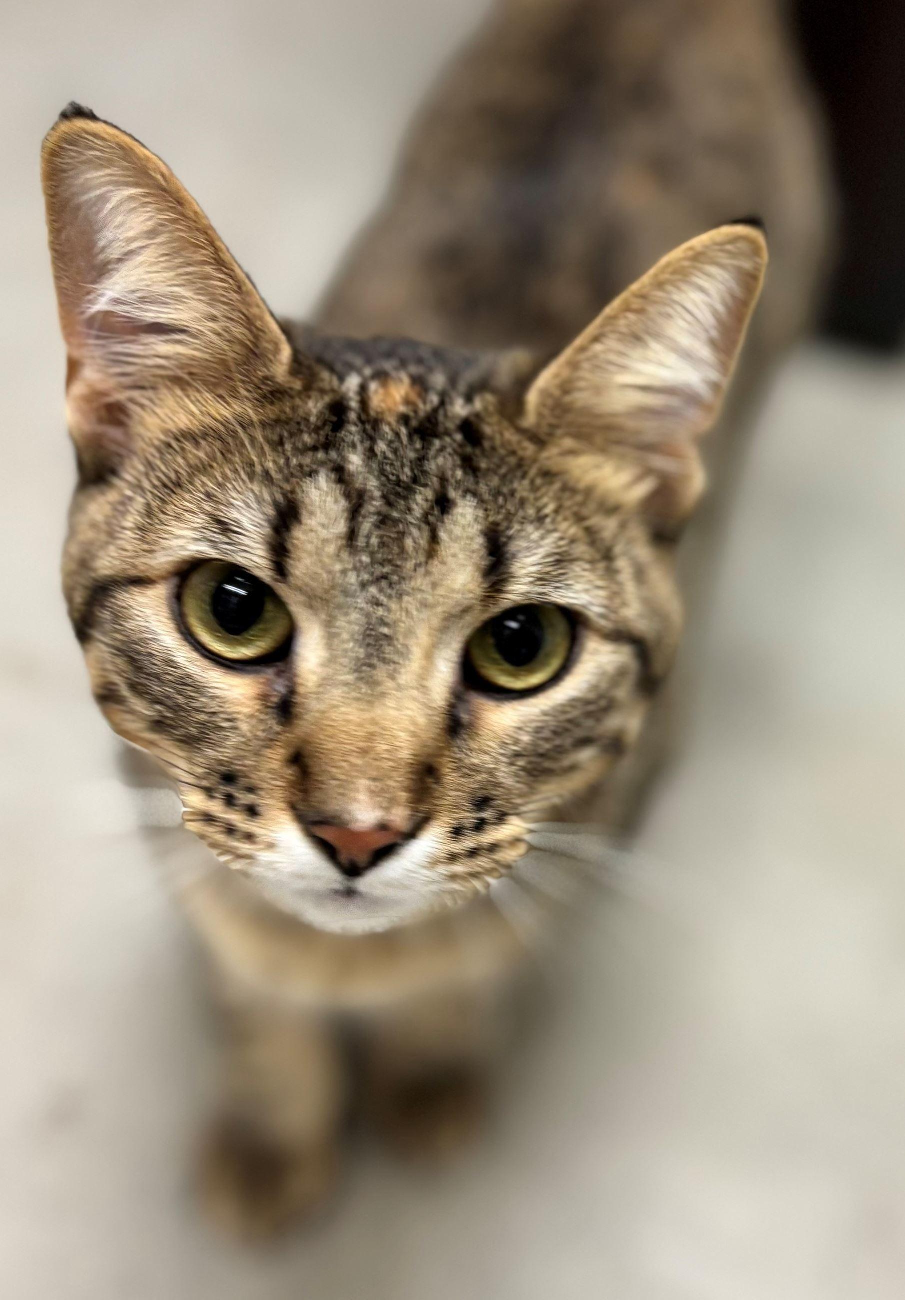 Enlarge Prairie & Weasley (bonded pair), a ADOPTABLE Domestic Short Hair in Iowa City, IA image 1/2