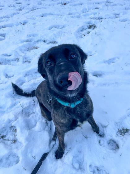 Enlarge Milky Way, an adopted mixed breed in Bloomsburg, PA image 1/3