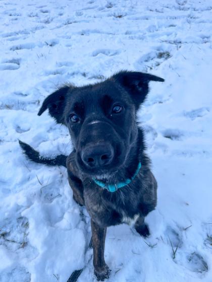 Enlarge Milky Way, an adopted mixed breed in Bloomsburg, PA image 2/3