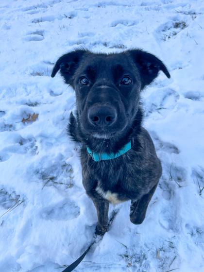 Enlarge Milky Way, an adopted mixed breed in Bloomsburg, PA image 3/3