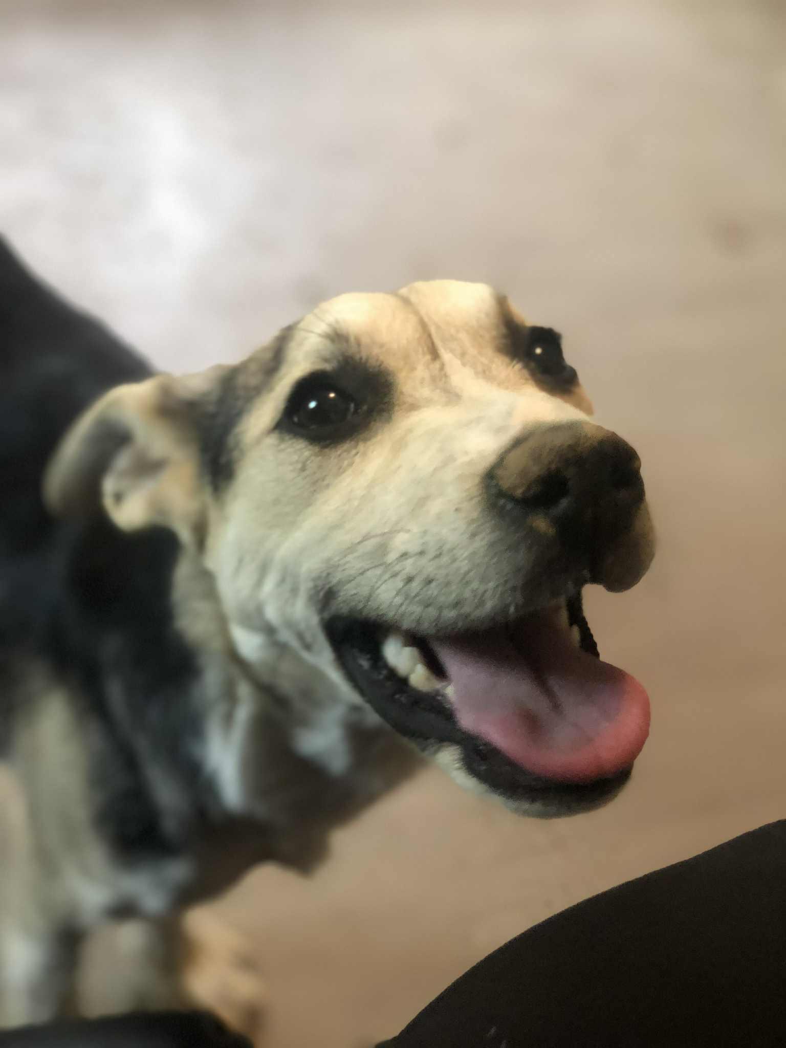 Eve, adoptable, Young Male German Shepherd Dog & Australian Cattle Dog / Blue Heeler.