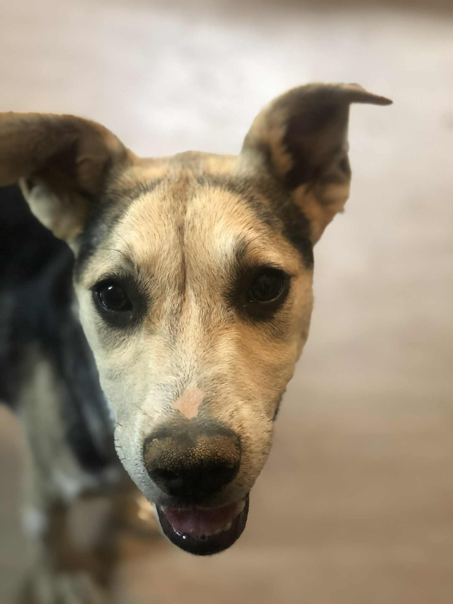Enlarge Eve, an adoptable mixed breed in Campton, KY image 2/3