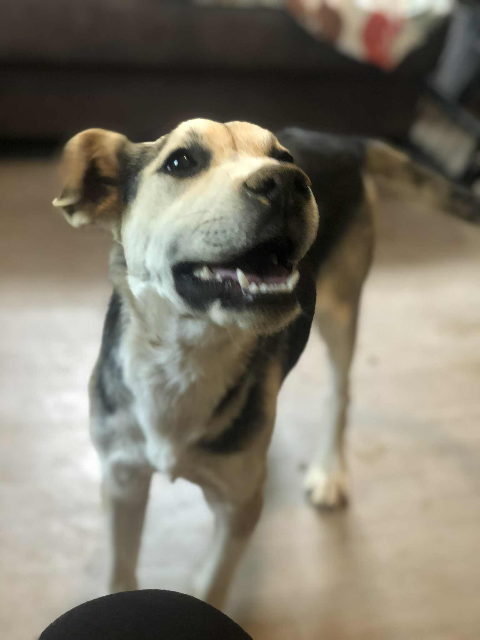 Enlarge Eve, an adoptable mixed breed in Campton, KY image 3/3