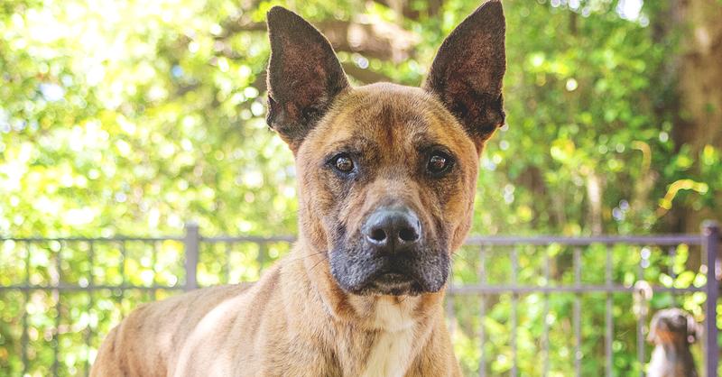 Hayden, Adoptable, Adult Male Labrador Retriever & Mixed Breed.