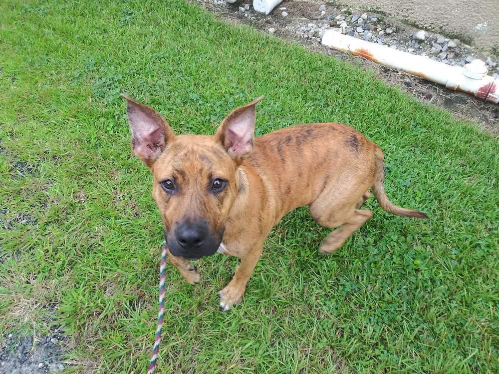 Enlarge Hayden, a Adoptable mixed breed in Ridgeland, SC image 2/2