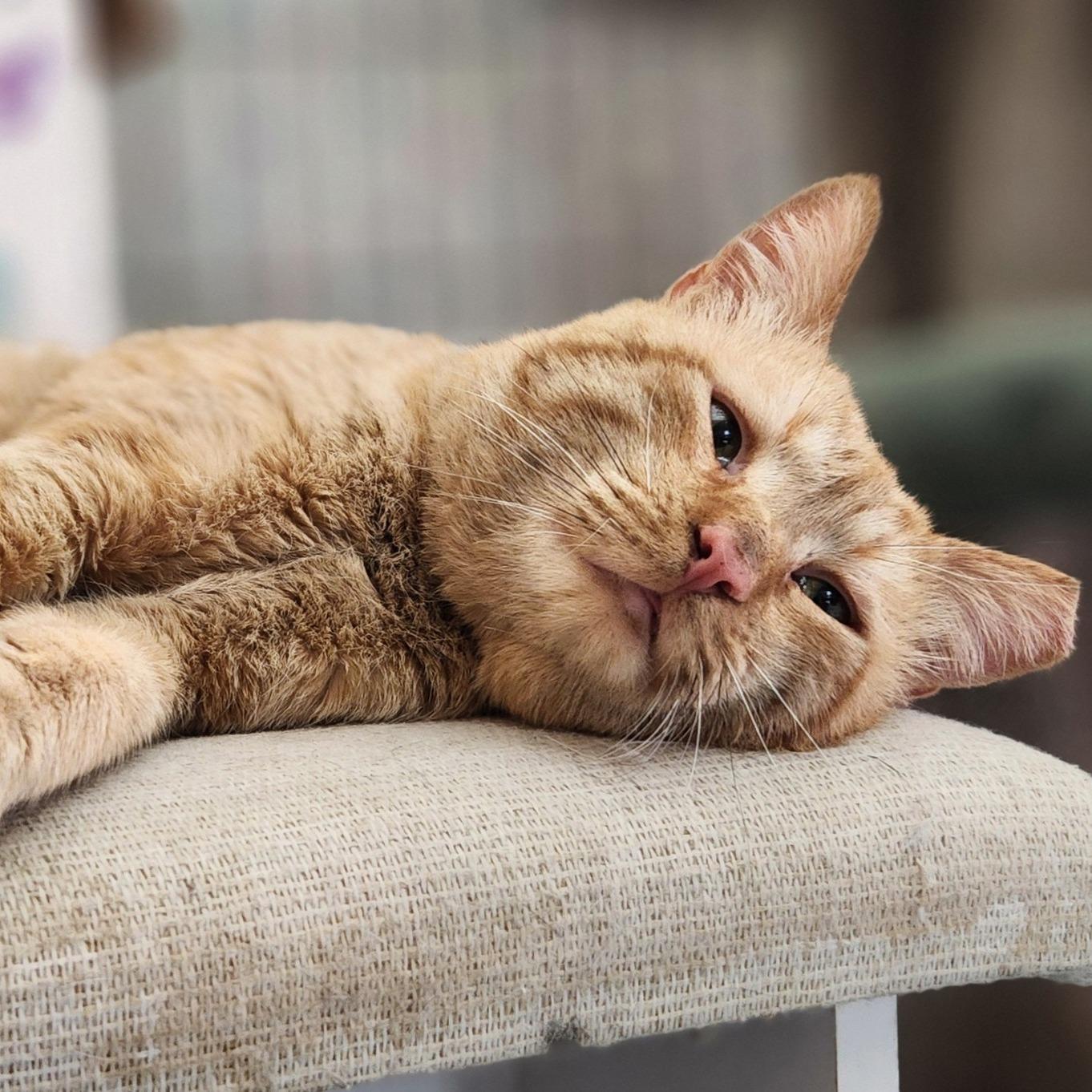Enlarge Ollie, a ADOPTABLE Domestic Short Hair in Queen Creek, AZ image 3/5