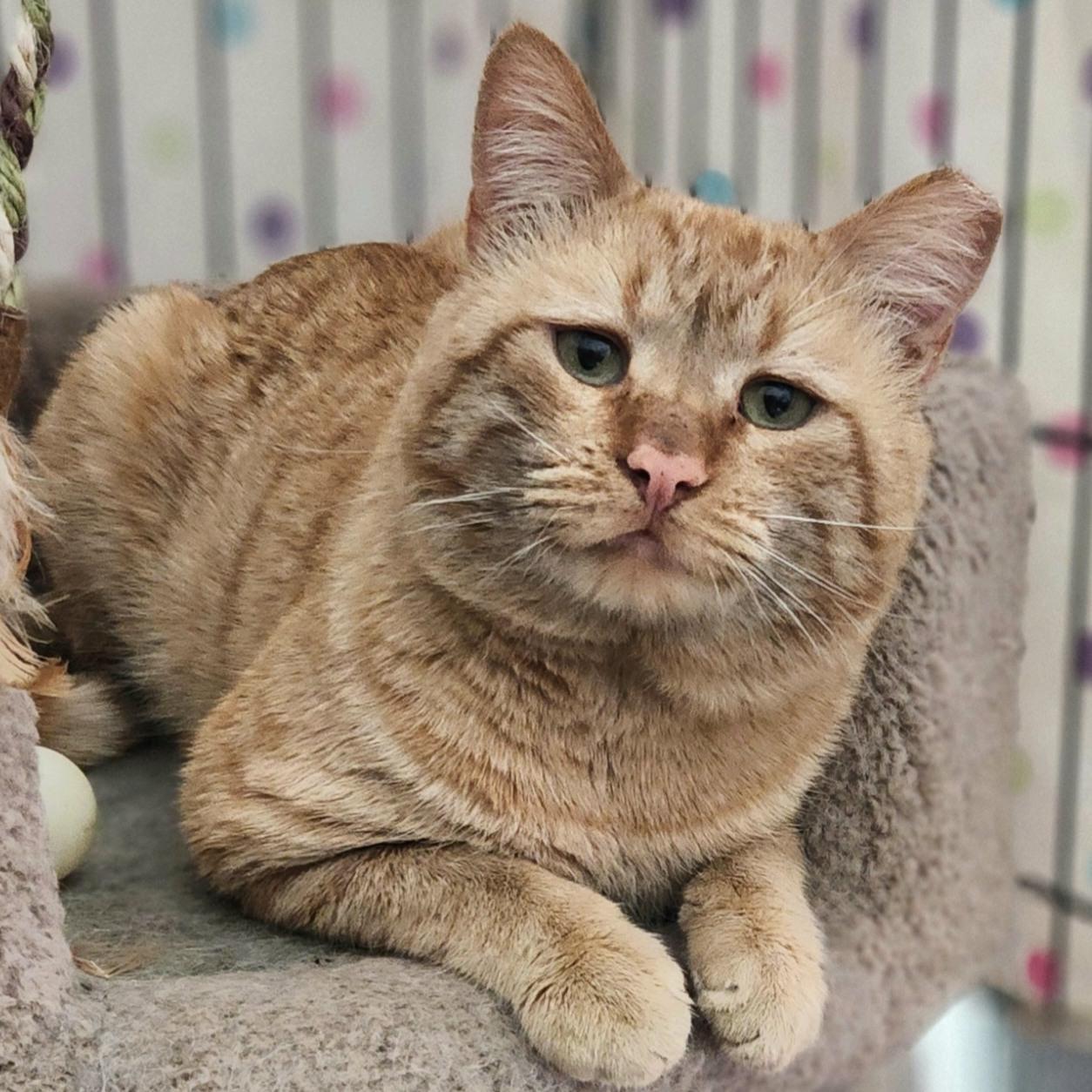 Enlarge Ollie, a ADOPTABLE Domestic Short Hair in Queen Creek, AZ image 5/5