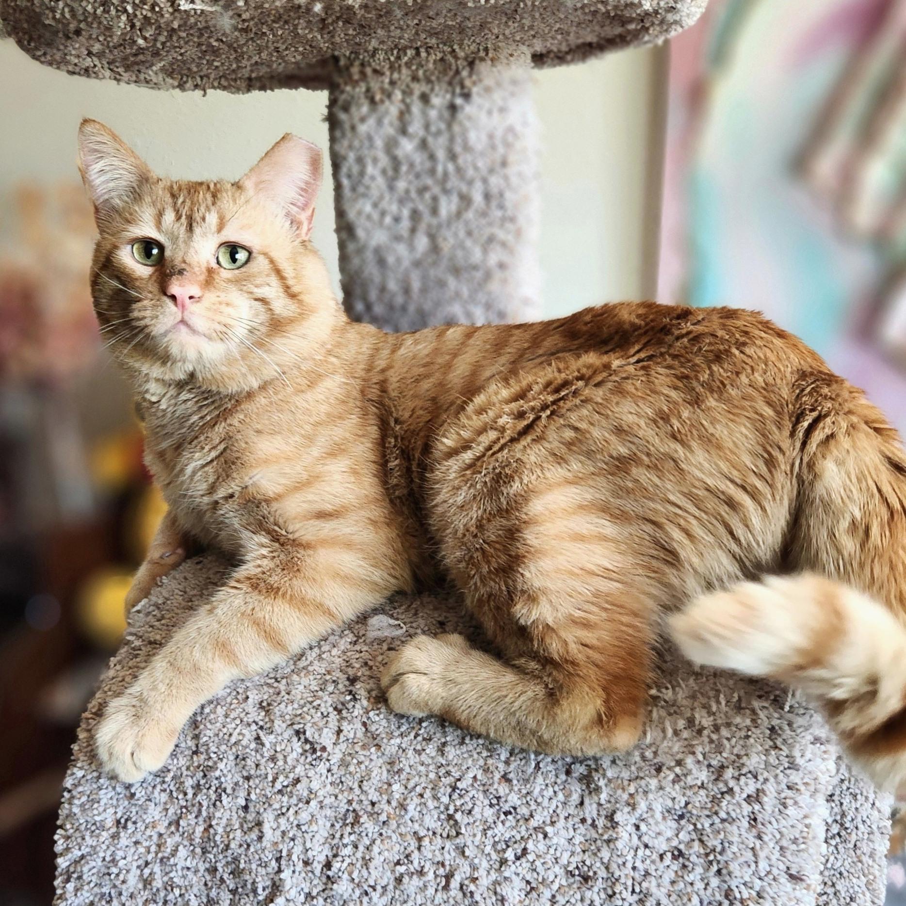 Enlarge Ollie, a ADOPTABLE Domestic Short Hair in Queen Creek, AZ image 2/5