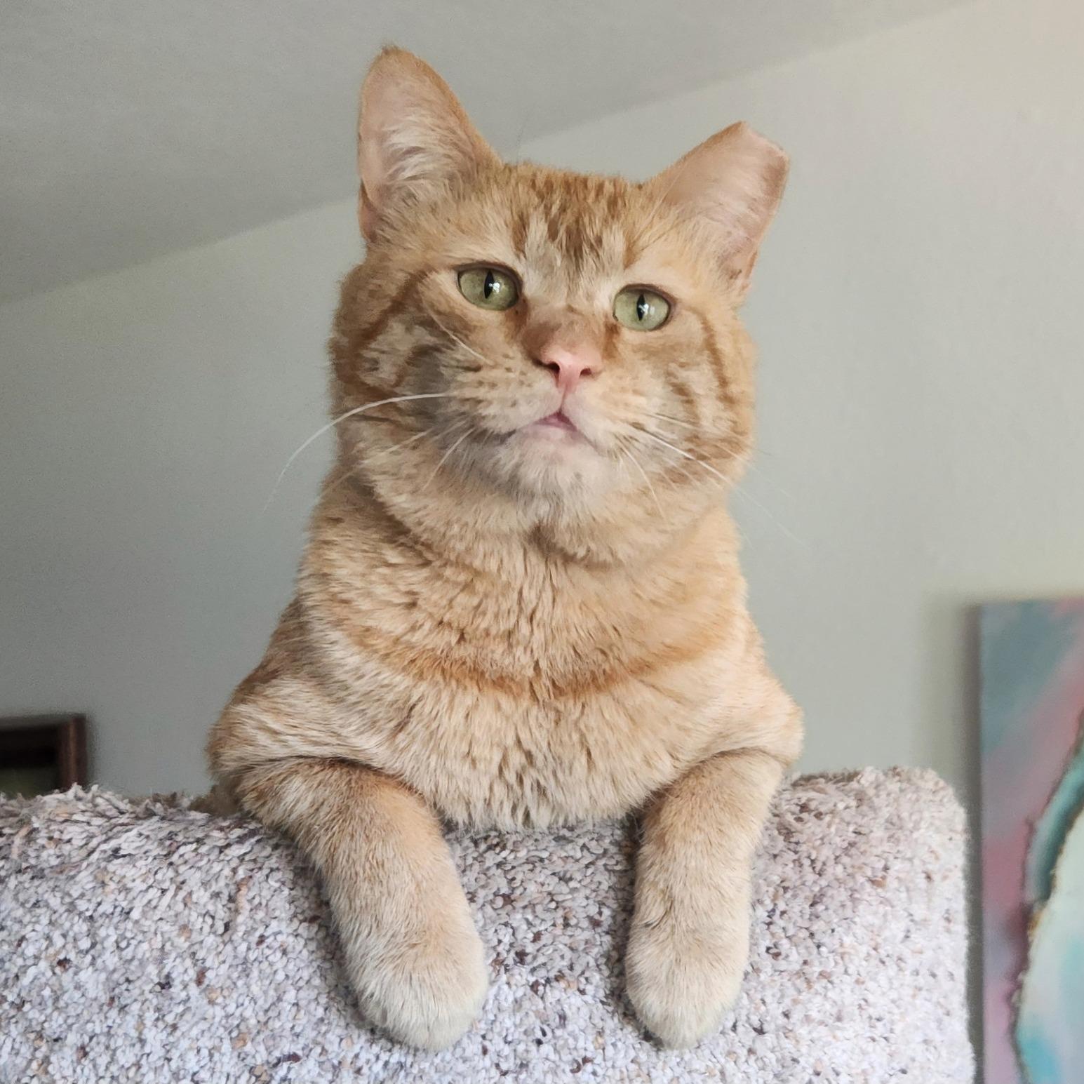 Enlarge Ollie, a ADOPTABLE Domestic Short Hair in Queen Creek, AZ image 1/5