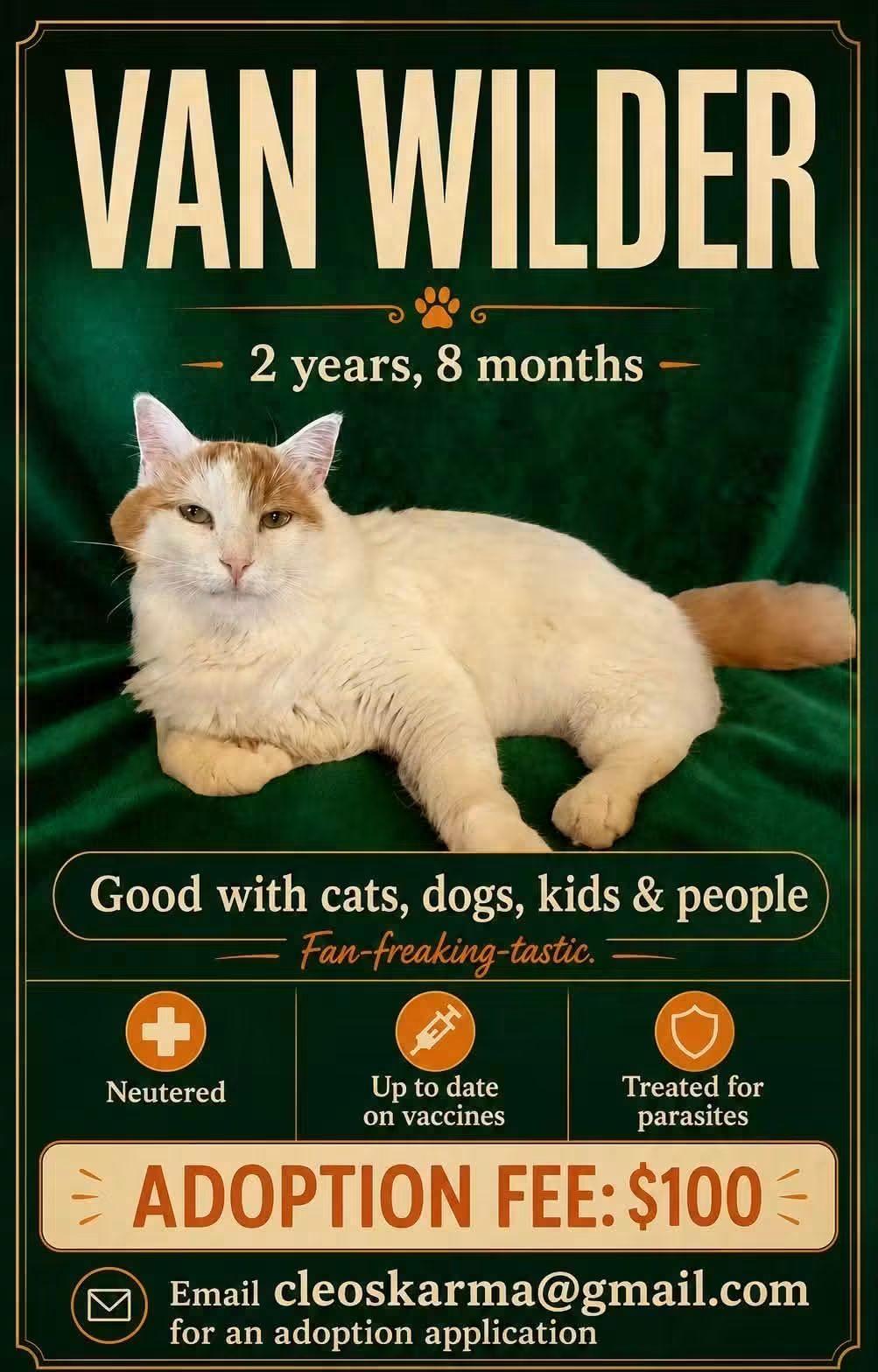 Van Wilder, Adopted, Adult Male Domestic Medium Hair.