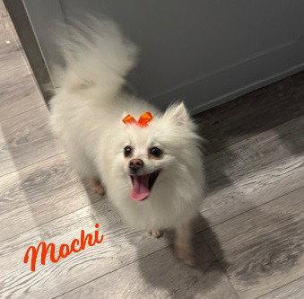 Enlarge Mochi #cheery-friend, a Adopted mixed breed in Houston, TX image 1/2