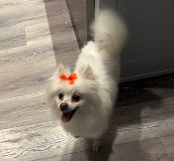 Enlarge Mochi #cheery-friend, a Adopted mixed breed in Houston, TX image 2/2