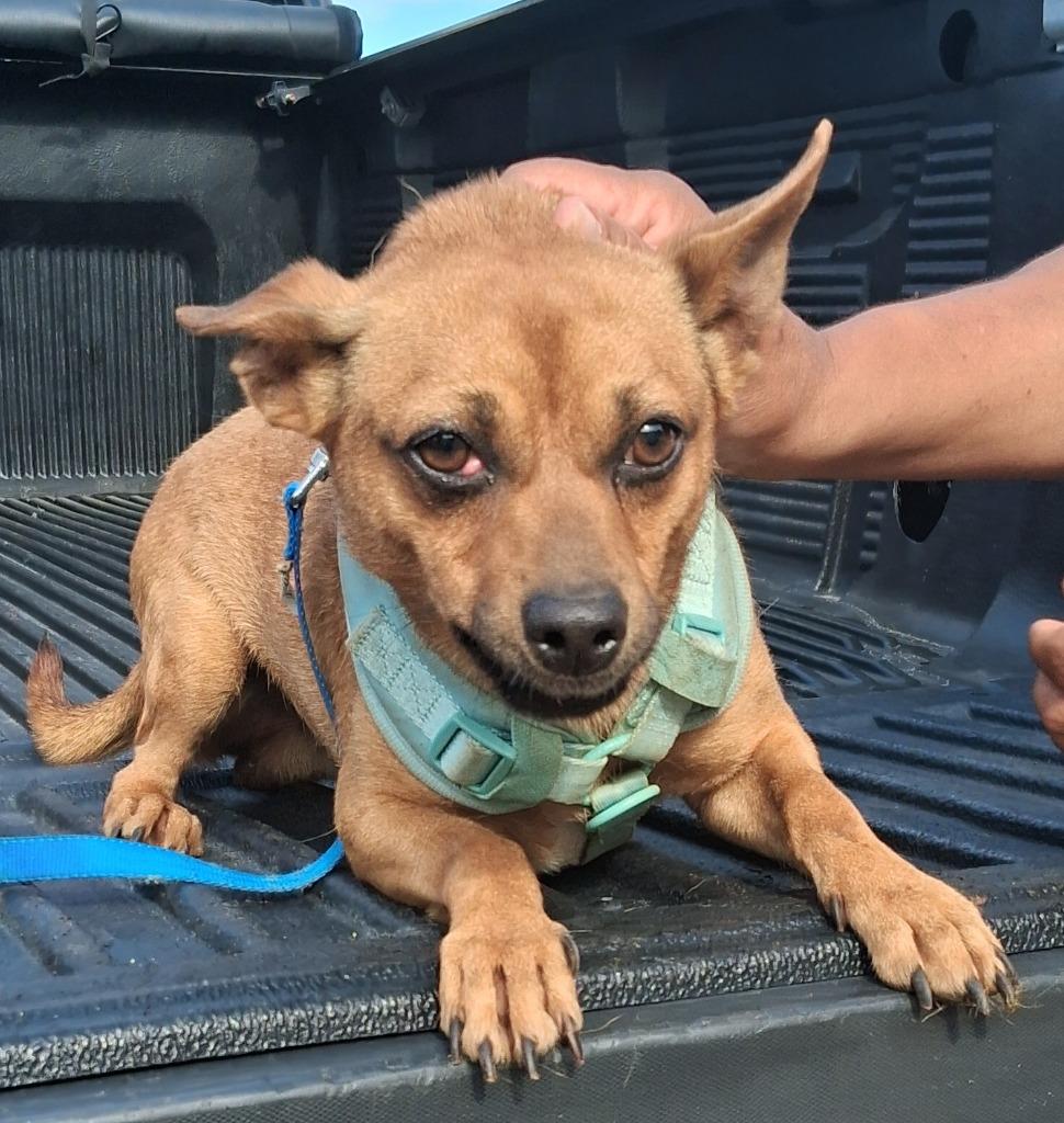 Enlarge Speedo, a Adoptable mixed breed in Saint James, MN image 2/5