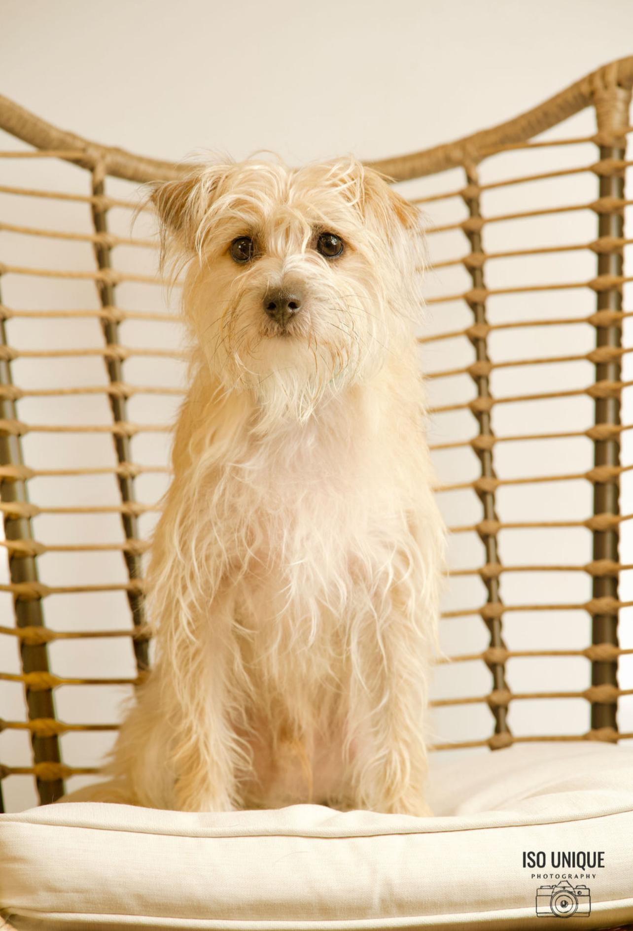 Owen, Adoptable, Adult Male Cairn Terrier.