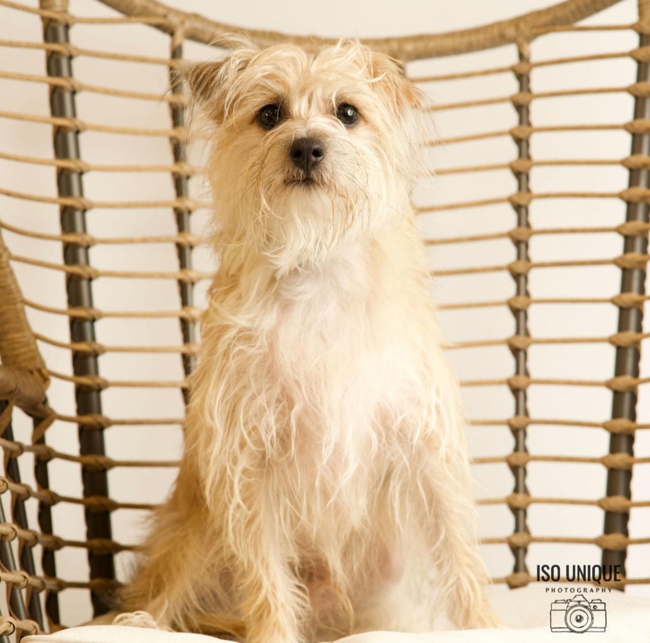 Owen, a Adoptable mixed breed in Green Bay, WI image 2/2