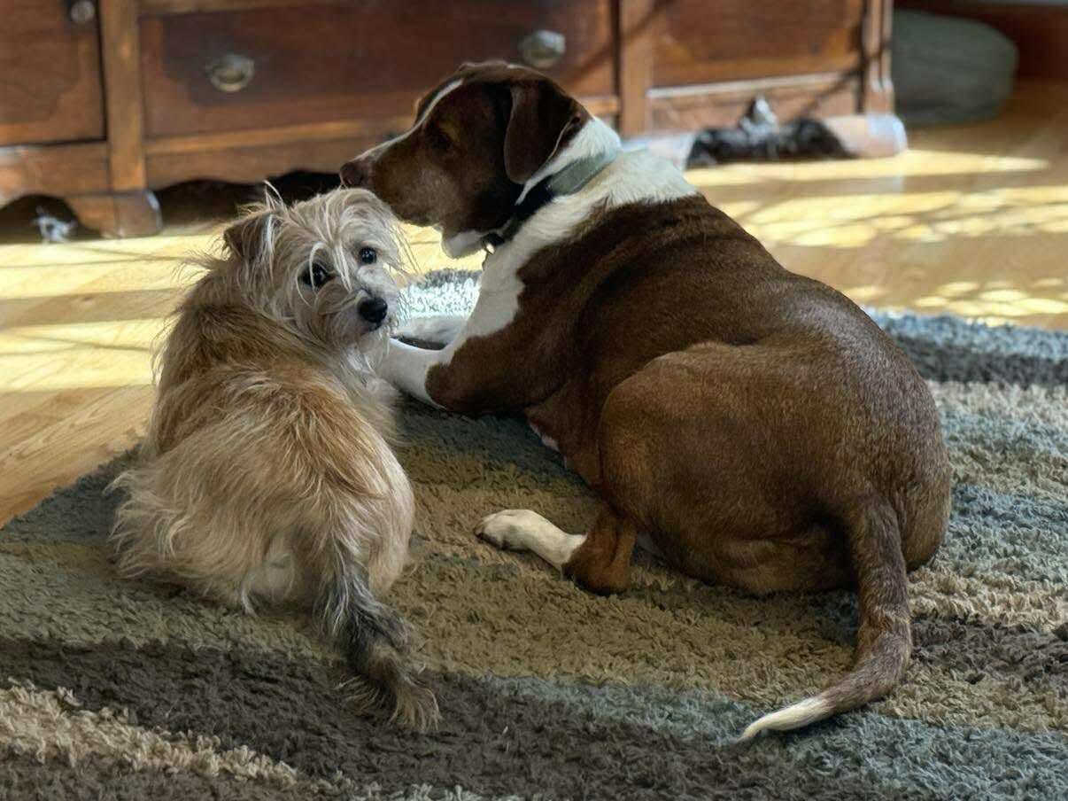 Enlarge Owen, an adoptable mixed breed in Green Bay, WI image 5/5