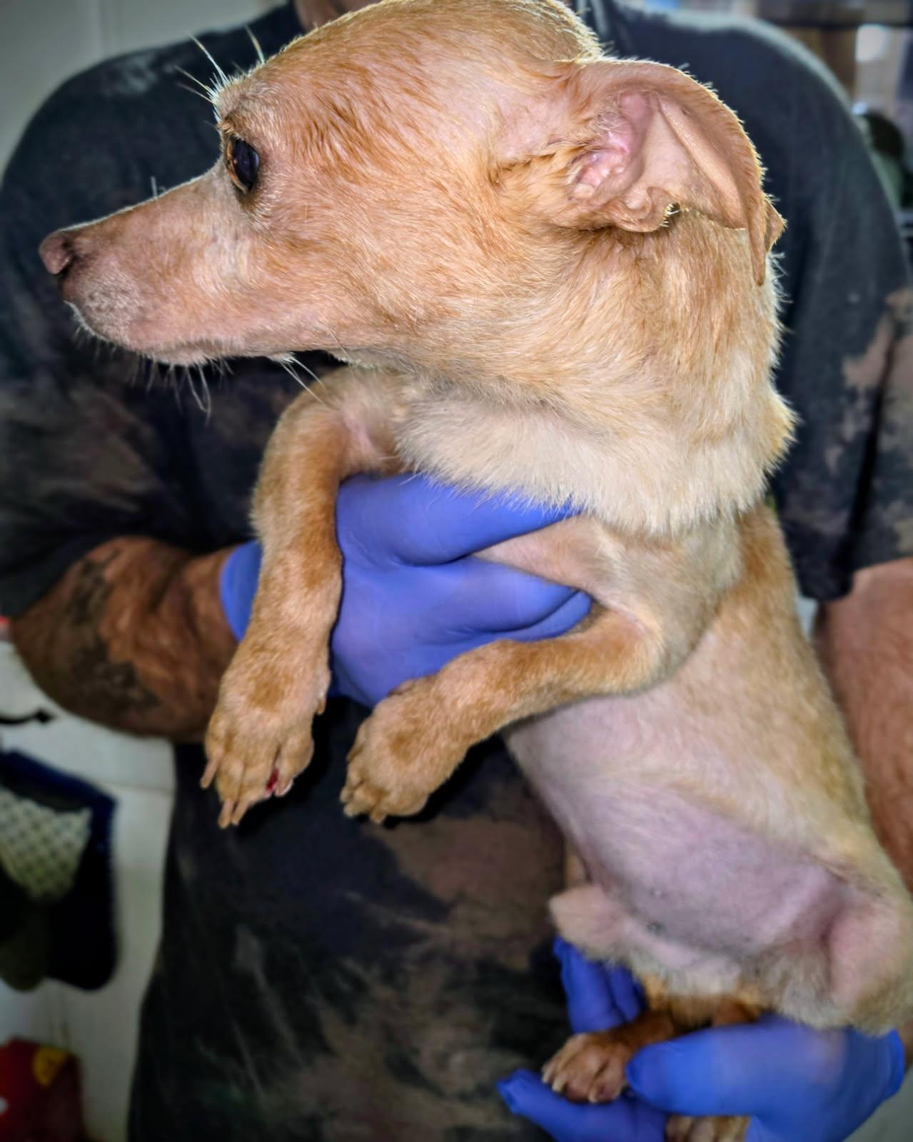 Enlarge John Boy, a Adoptable mixed breed in huntsville, TX image 3/3