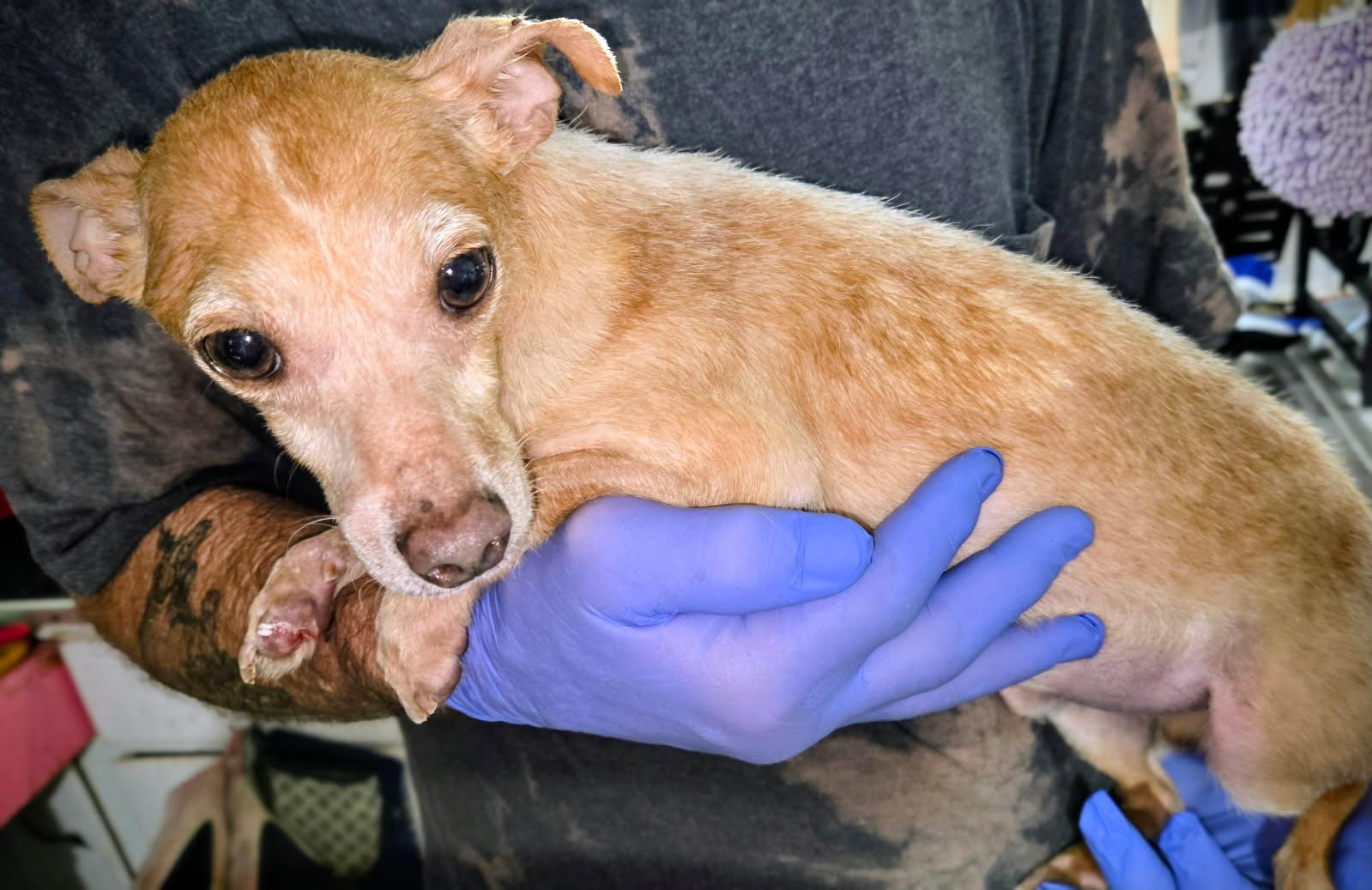 John Boy, Adoptable, Adult Male Chihuahua.