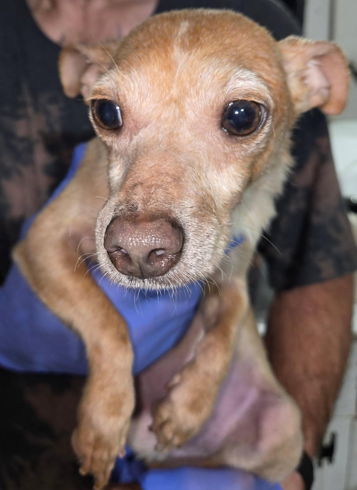 Enlarge John Boy, a Adoptable mixed breed in huntsville, TX image 2/3