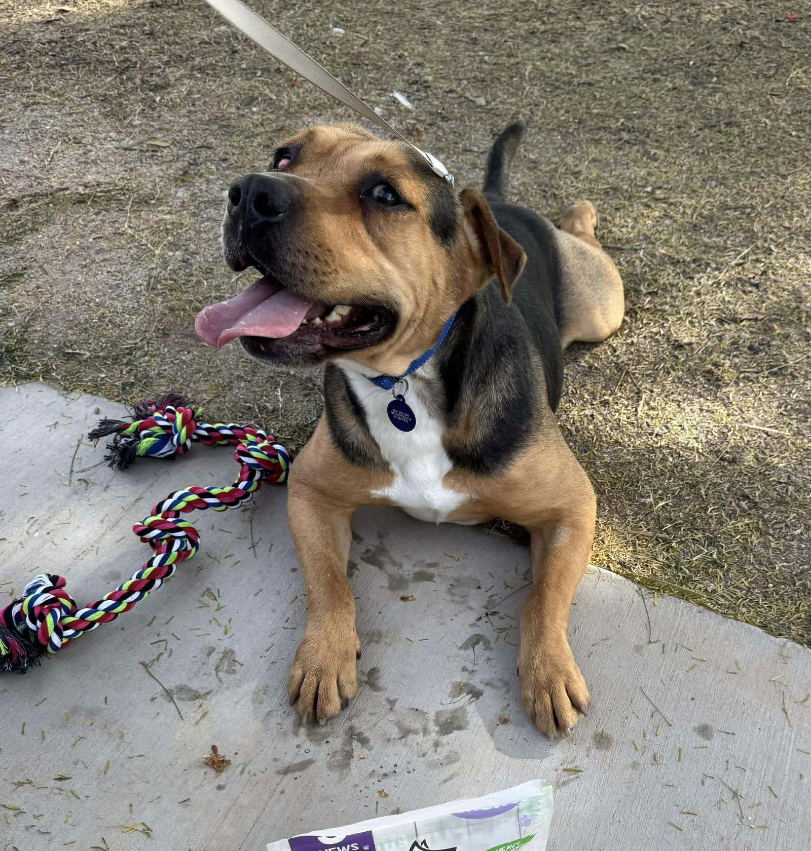 Enlarge Cactus Jack, a Adoptable mixed breed in El Centro, CA image 1/4