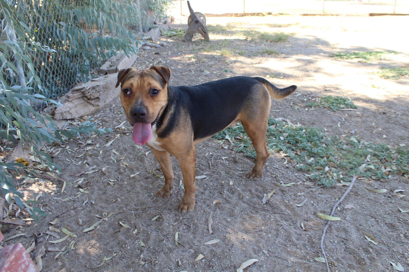 Cactus Jack, a Adoptable mixed breed in El Centro, CA image 1/4