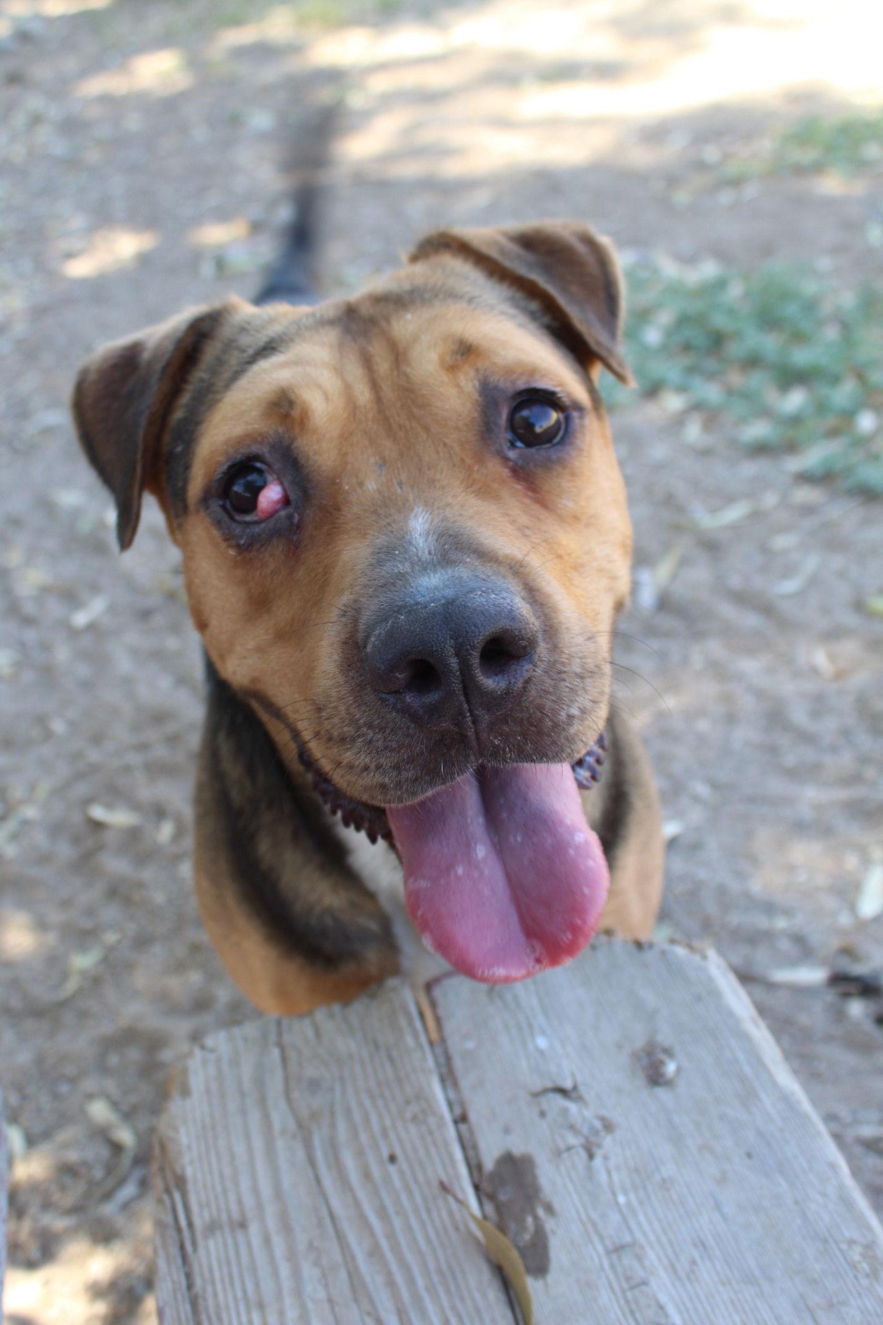 Cactus Jack, a Adoptable mixed breed in El Centro, CA image 2/4